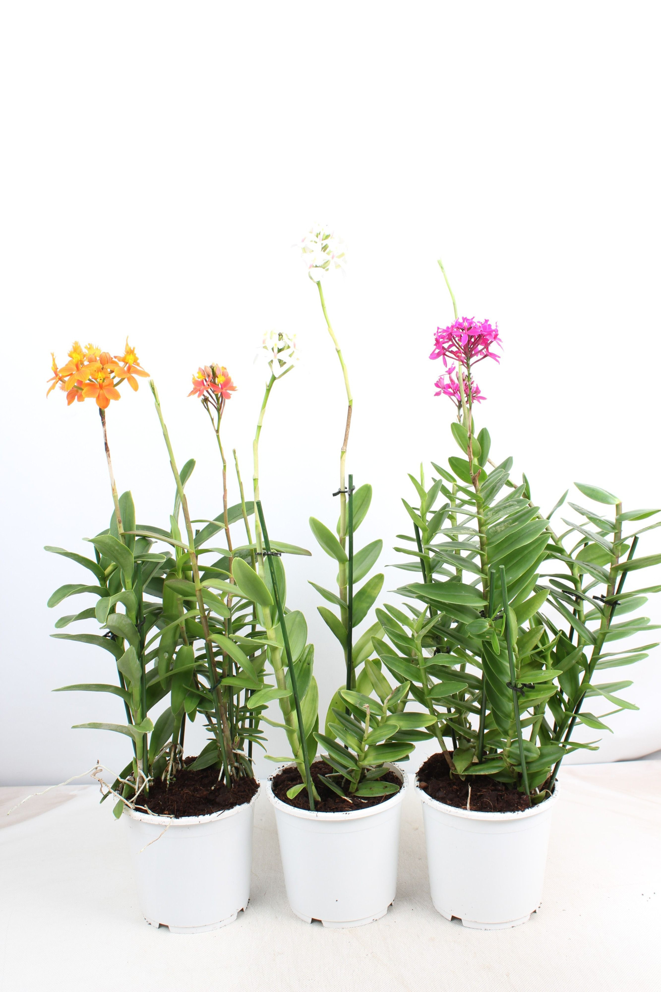 Epidendrum mix 2 tak toef 19 cm, D 19