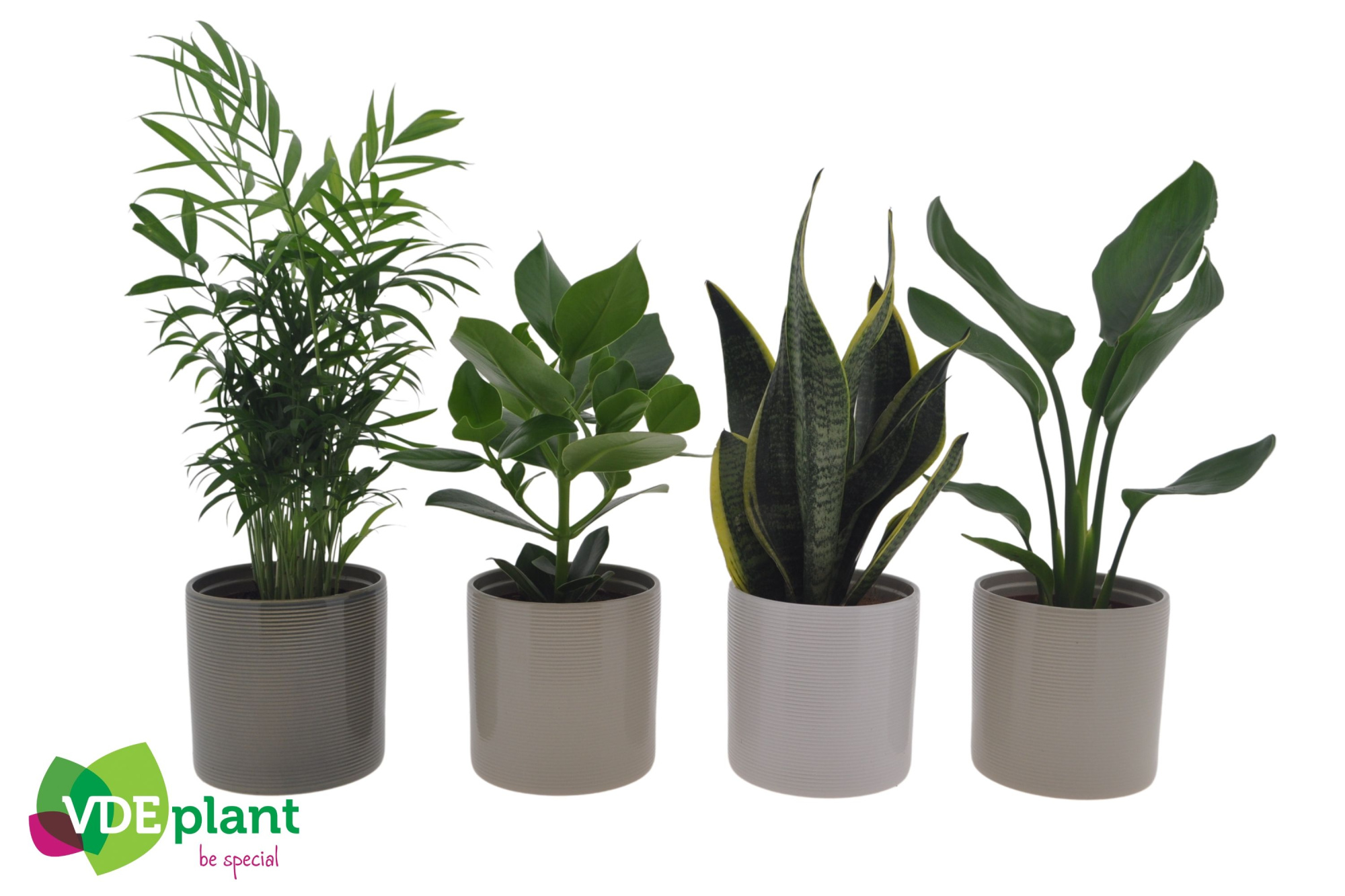 Easy Care mix in Havana mix 12cm, D 12