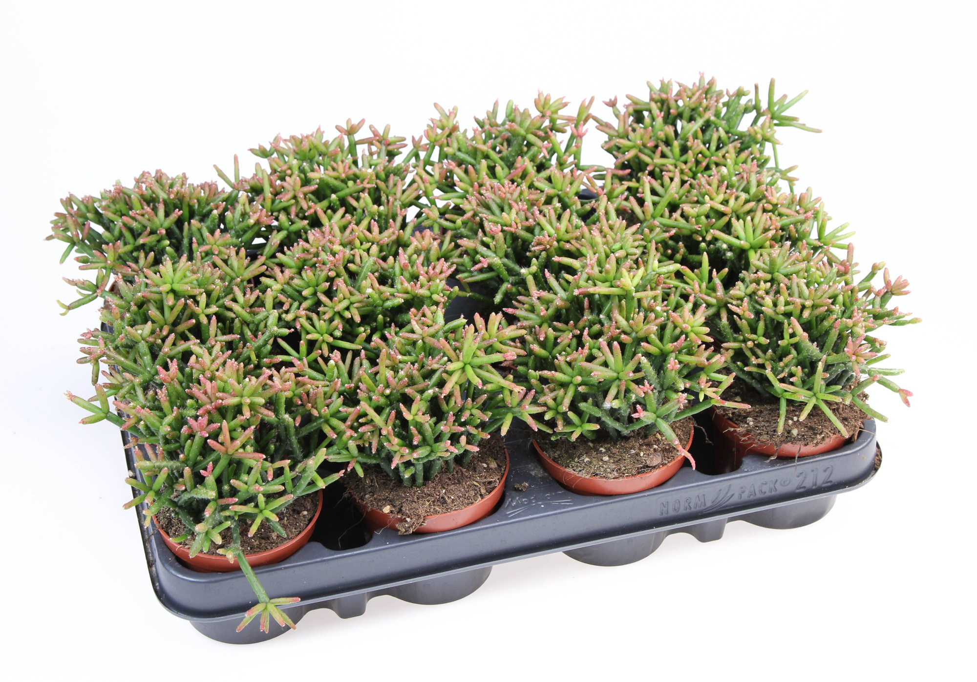 Rhipsalis burchellii, D 8,5