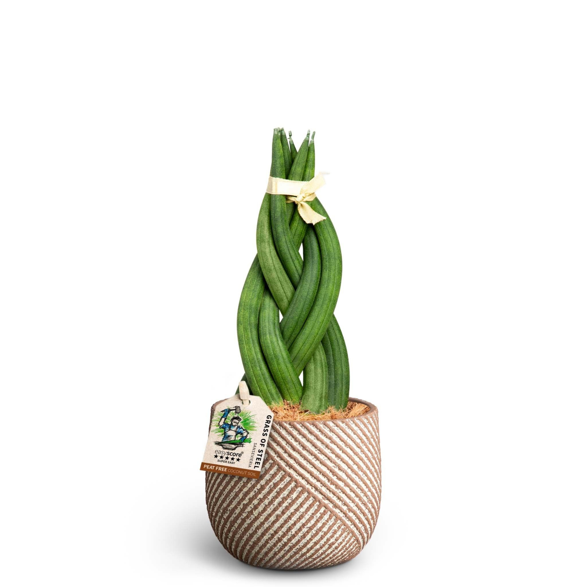 Grove Nougat, Sansevieria ´Braid´, D 10