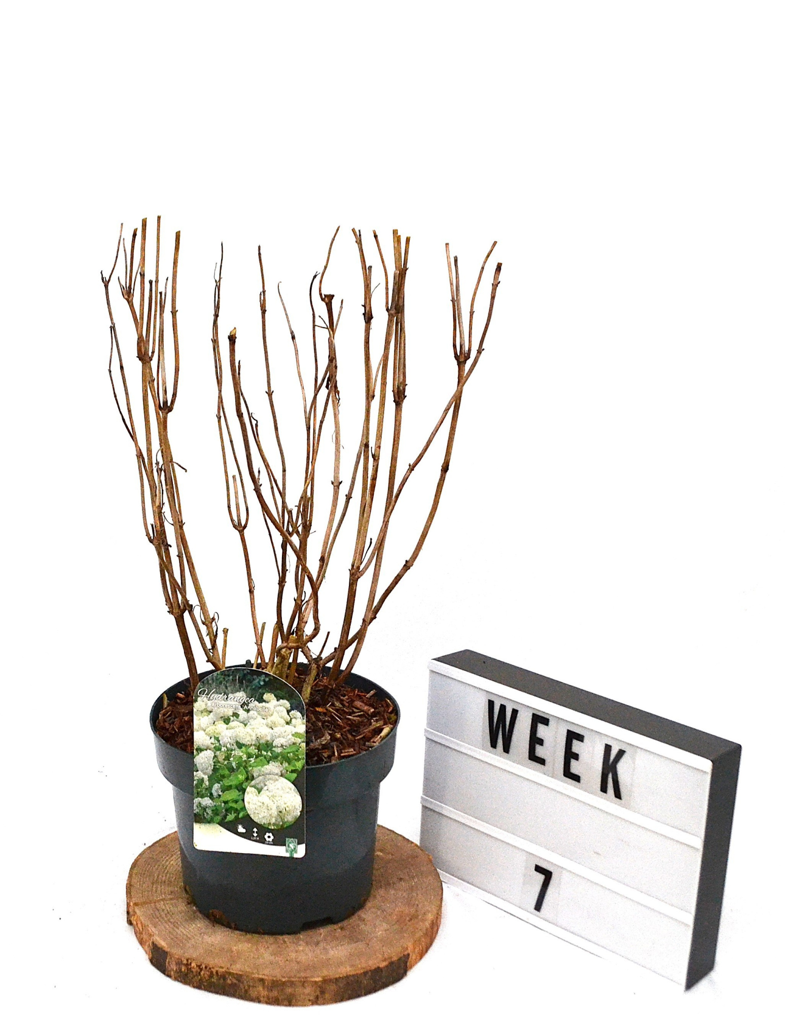 Hydrangea arborescens 'Annabelle' C5, D 23