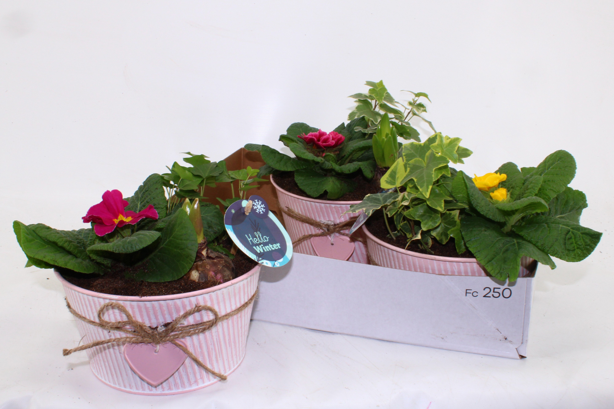 Primula / Hyacint Arrangement Mix in Zinken Vrouwendag of groot Moederdag Schaal 19cm, D 19