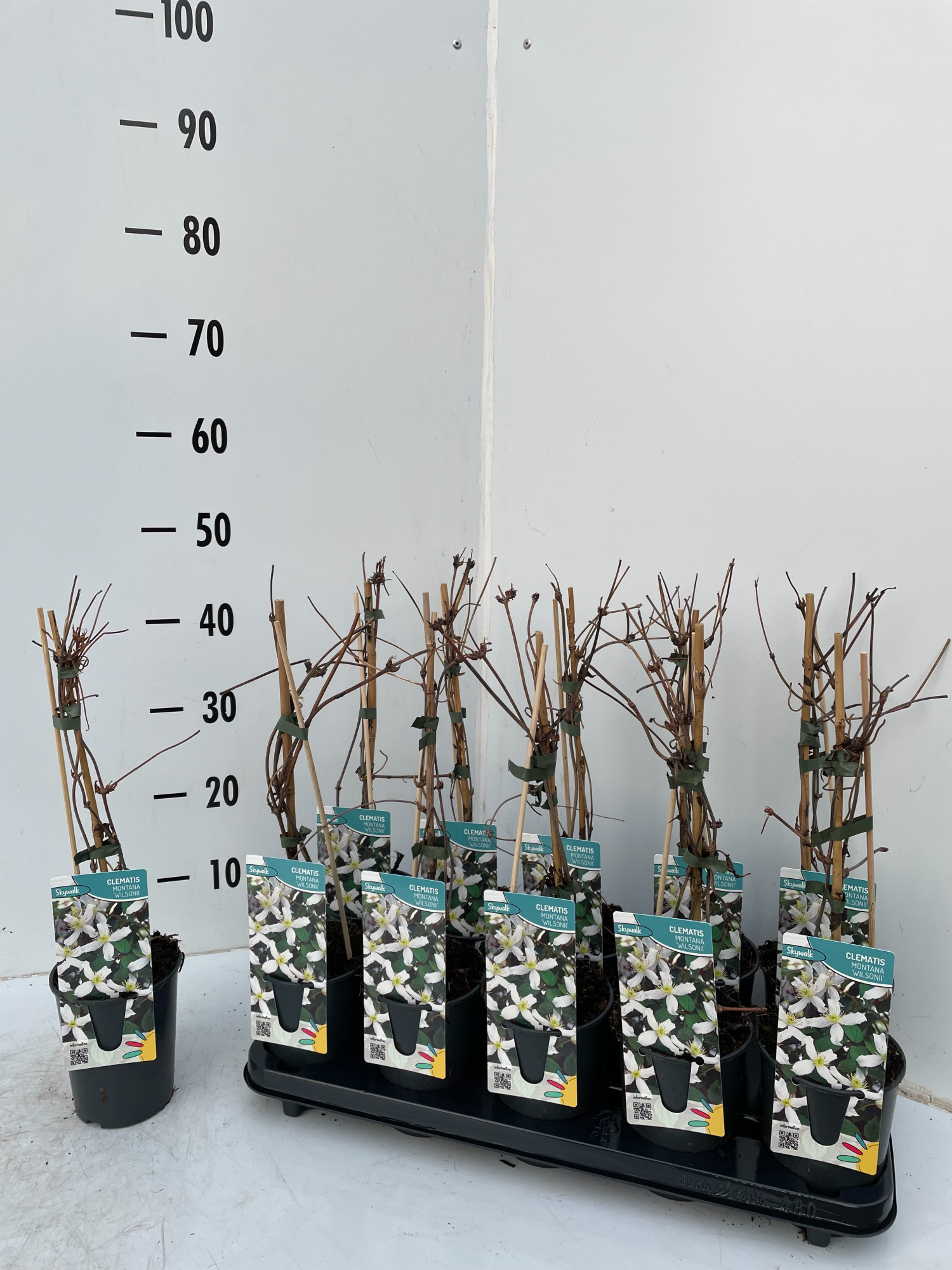 clematis montana wilsonii, D 12