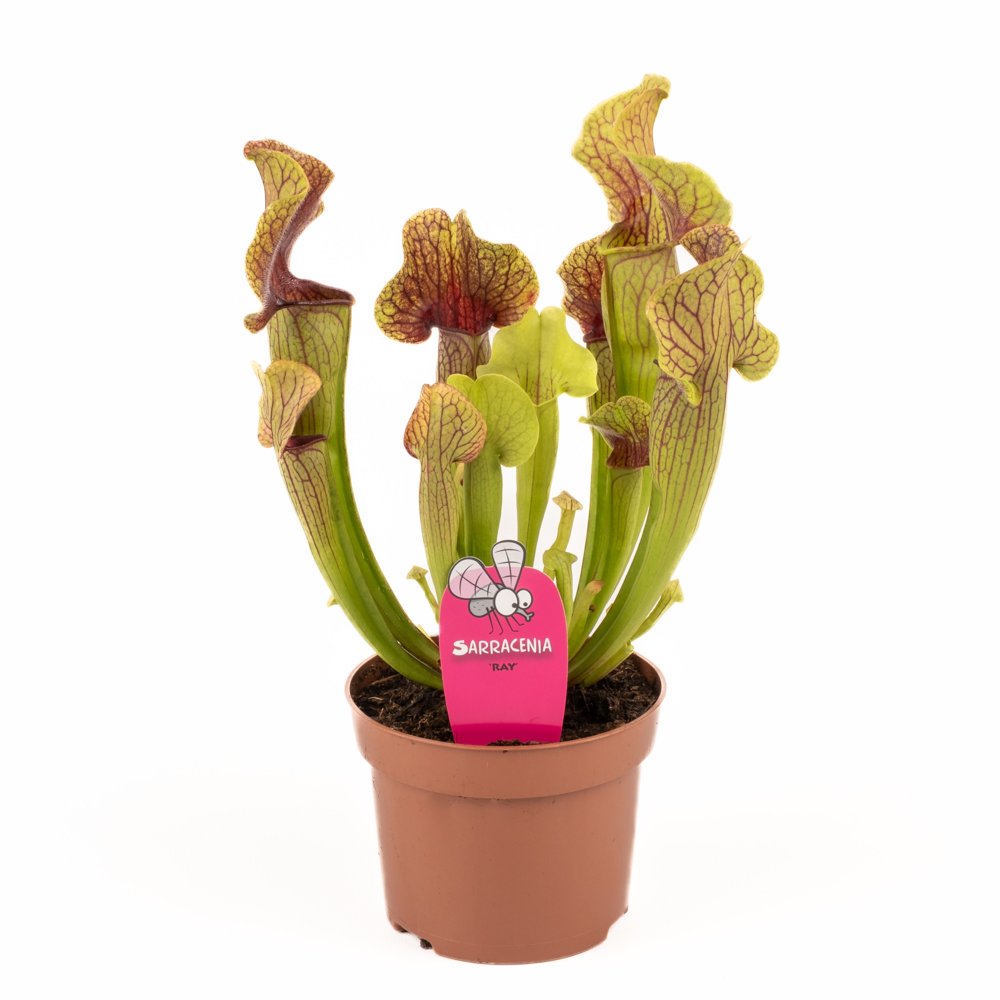 Sarracenia 'Ray', D 12