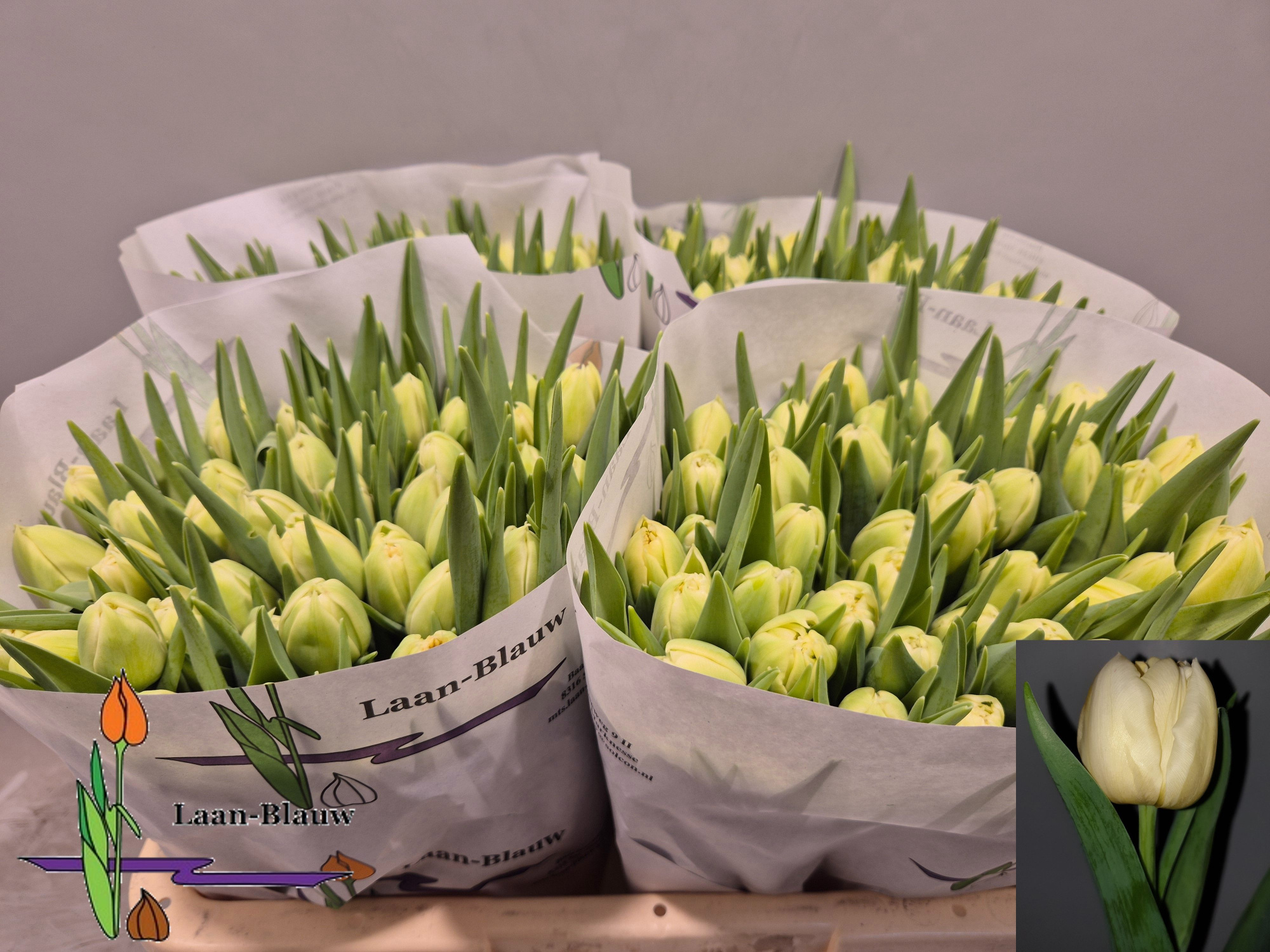 Тюльпан дв. Верона, шт.