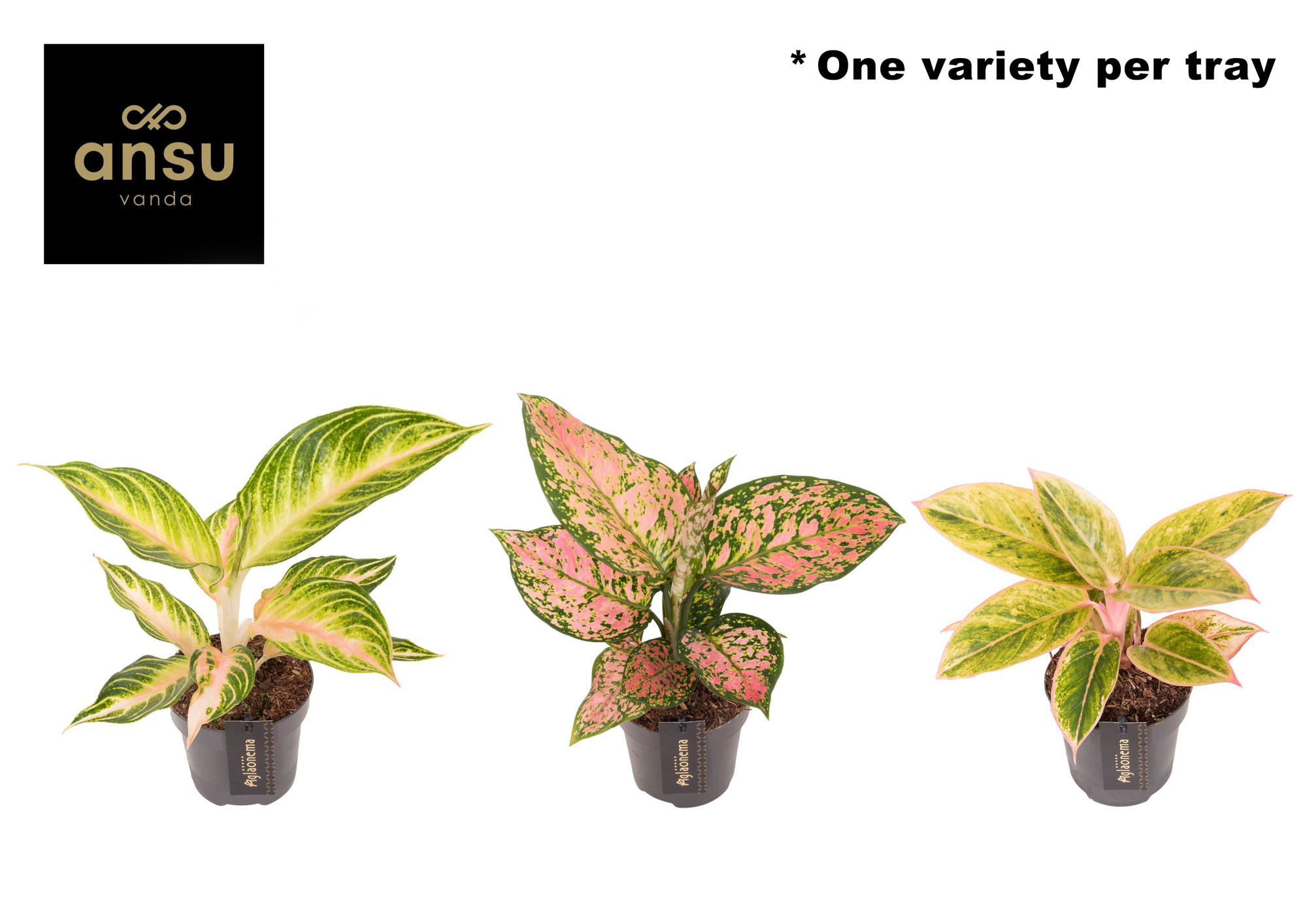 Aglaonema Pink Surprise Tray, D 12