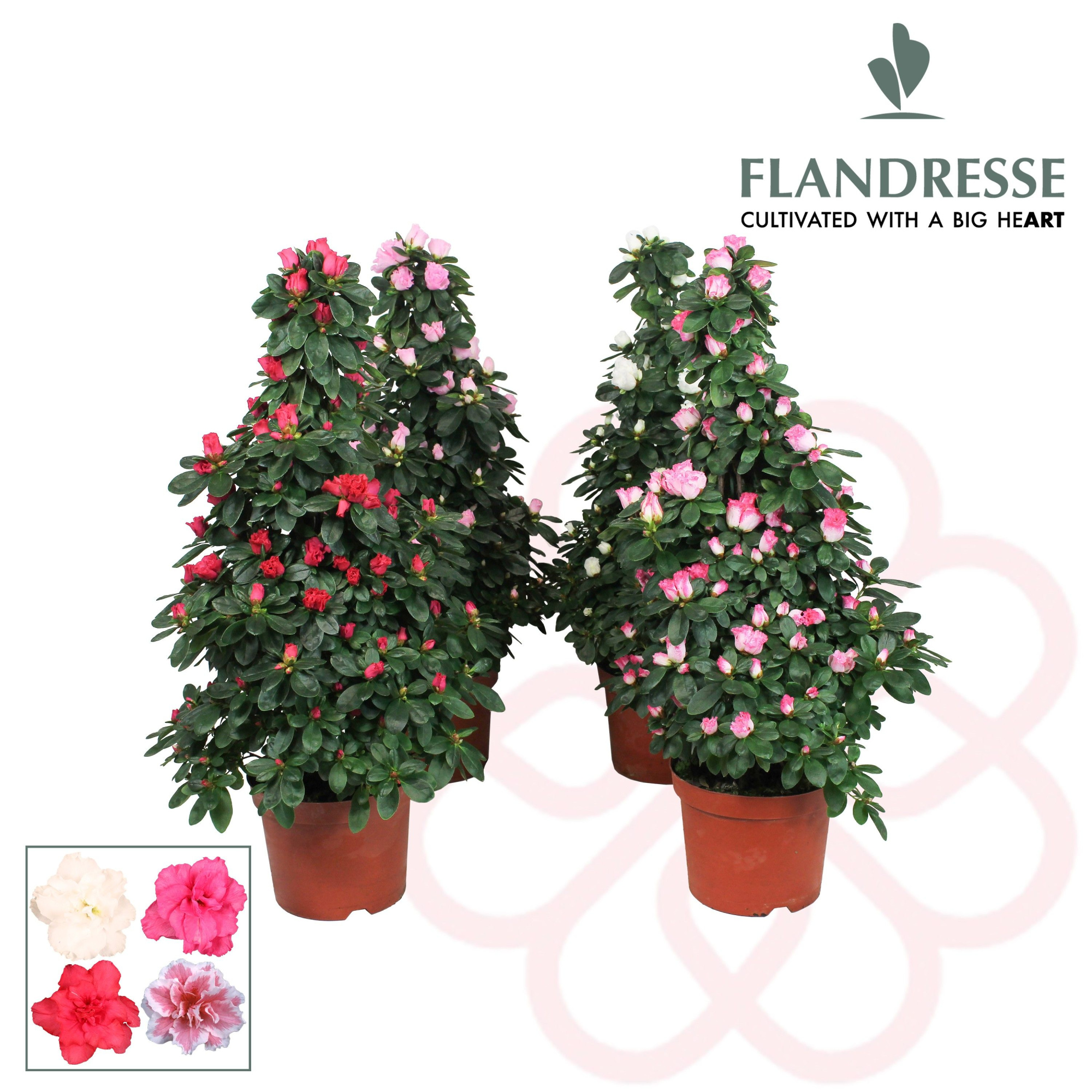 Azalea Flandresse® piramide 'gemengd' 65 cm, D 17