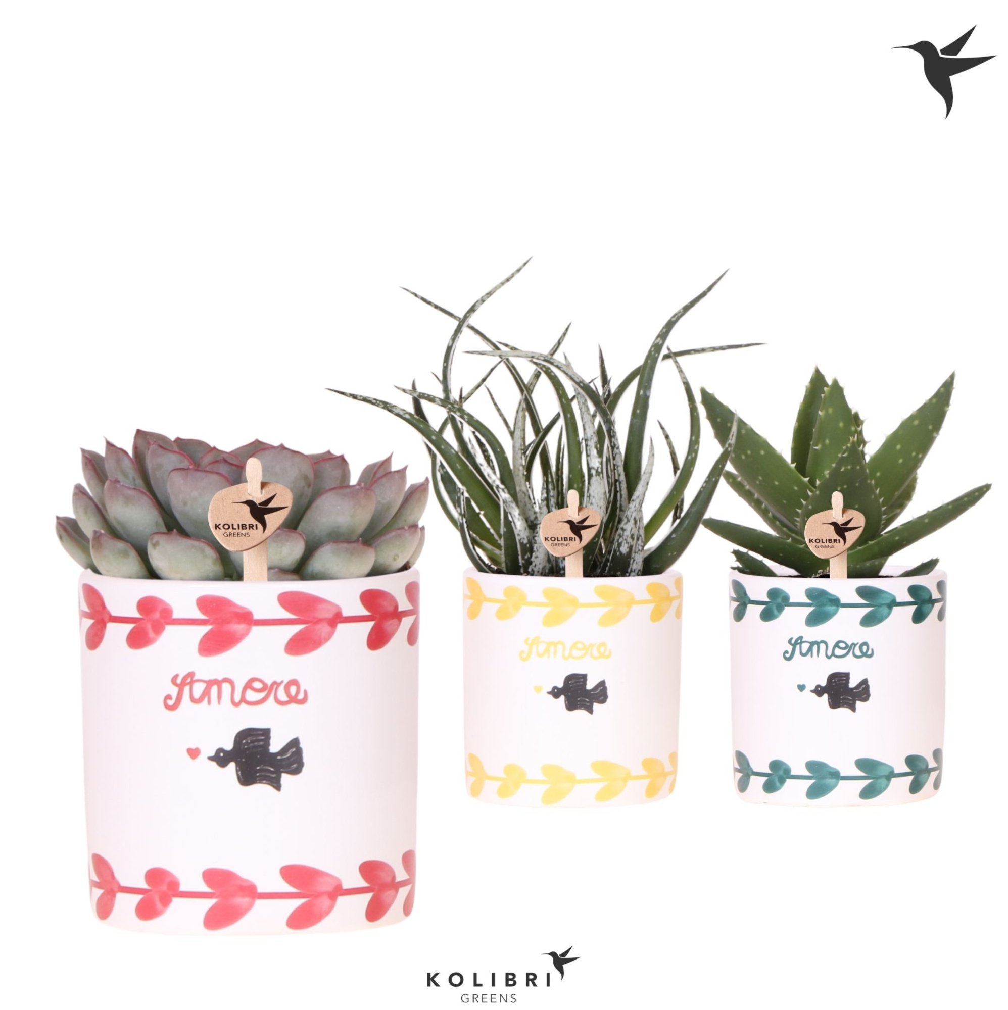 Kolibri Greens Succulenten mix in Amore pot mix, D 9