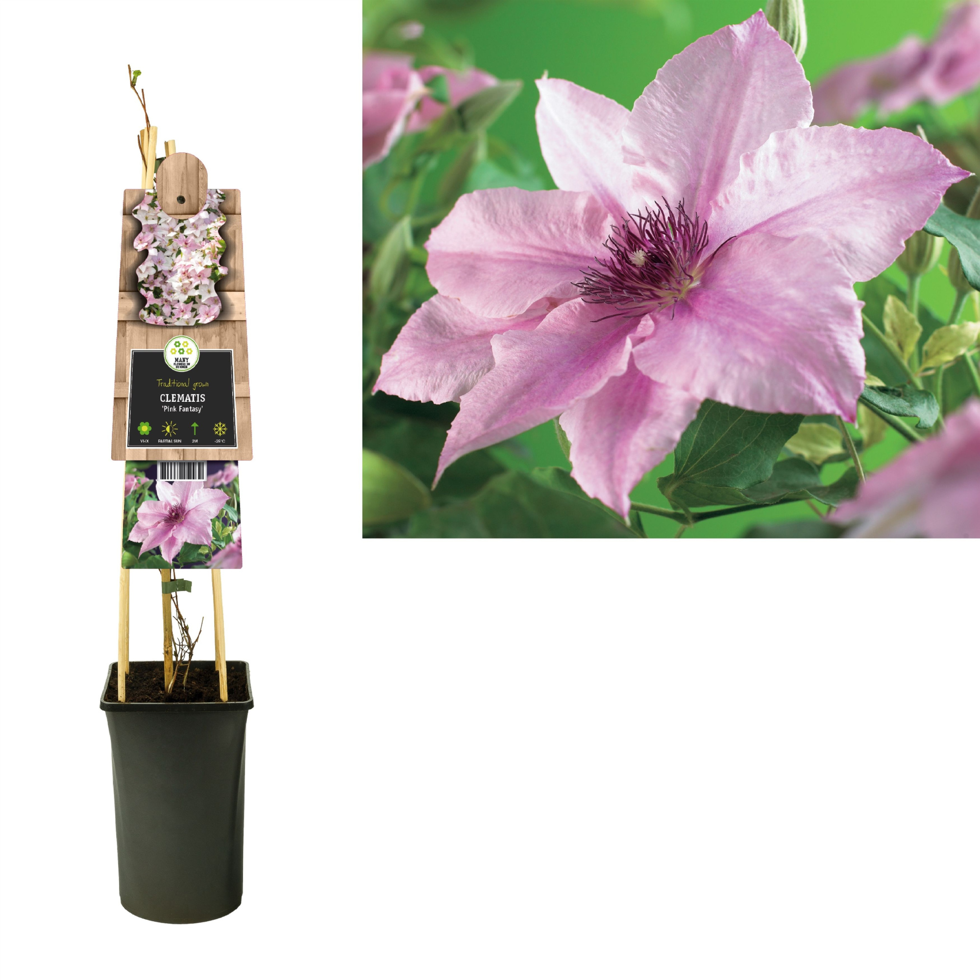 Clematis 'Pink Fantasy' +3.0 label, D 17