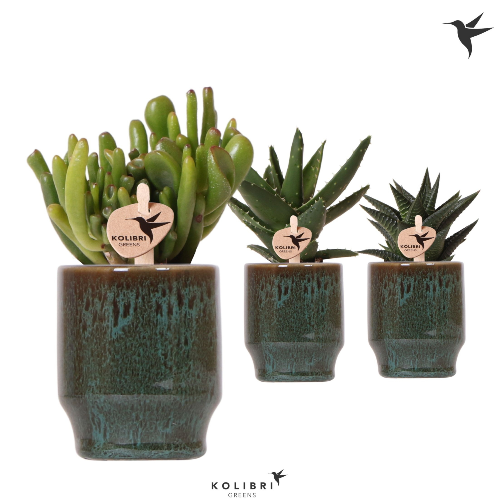 Kolibri Greens Succulenten mix in Classy pot green, D 6