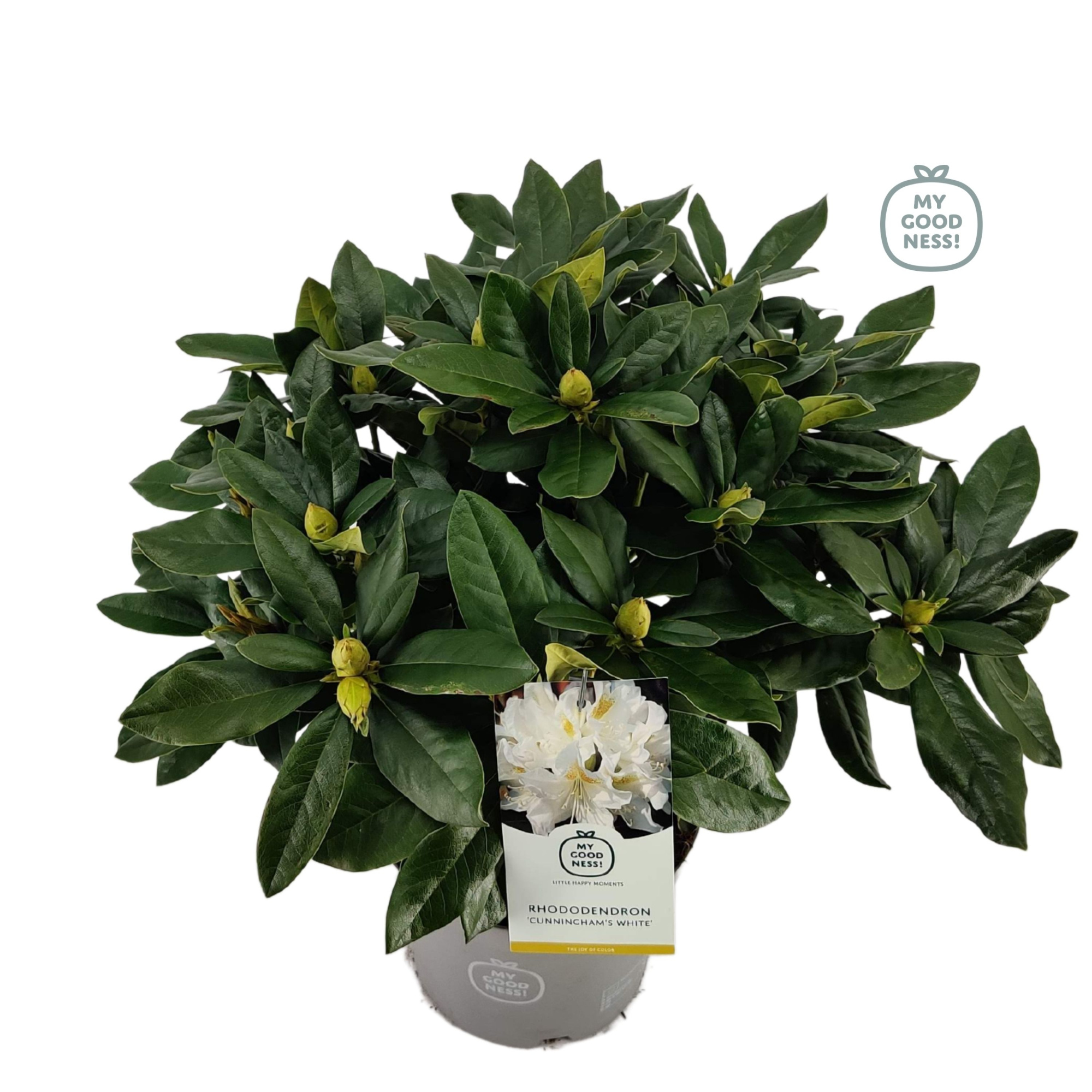 Rhododendron 40-50 /5 liter 'Cunningham's White', D 23