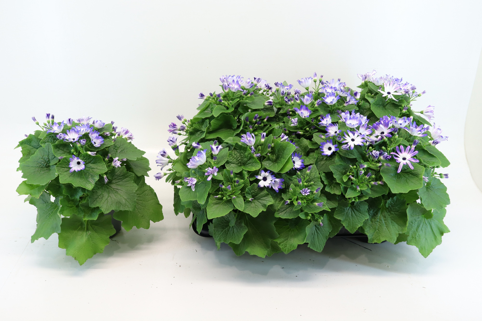 Senecio Senetti Blue Bicolor, D 15