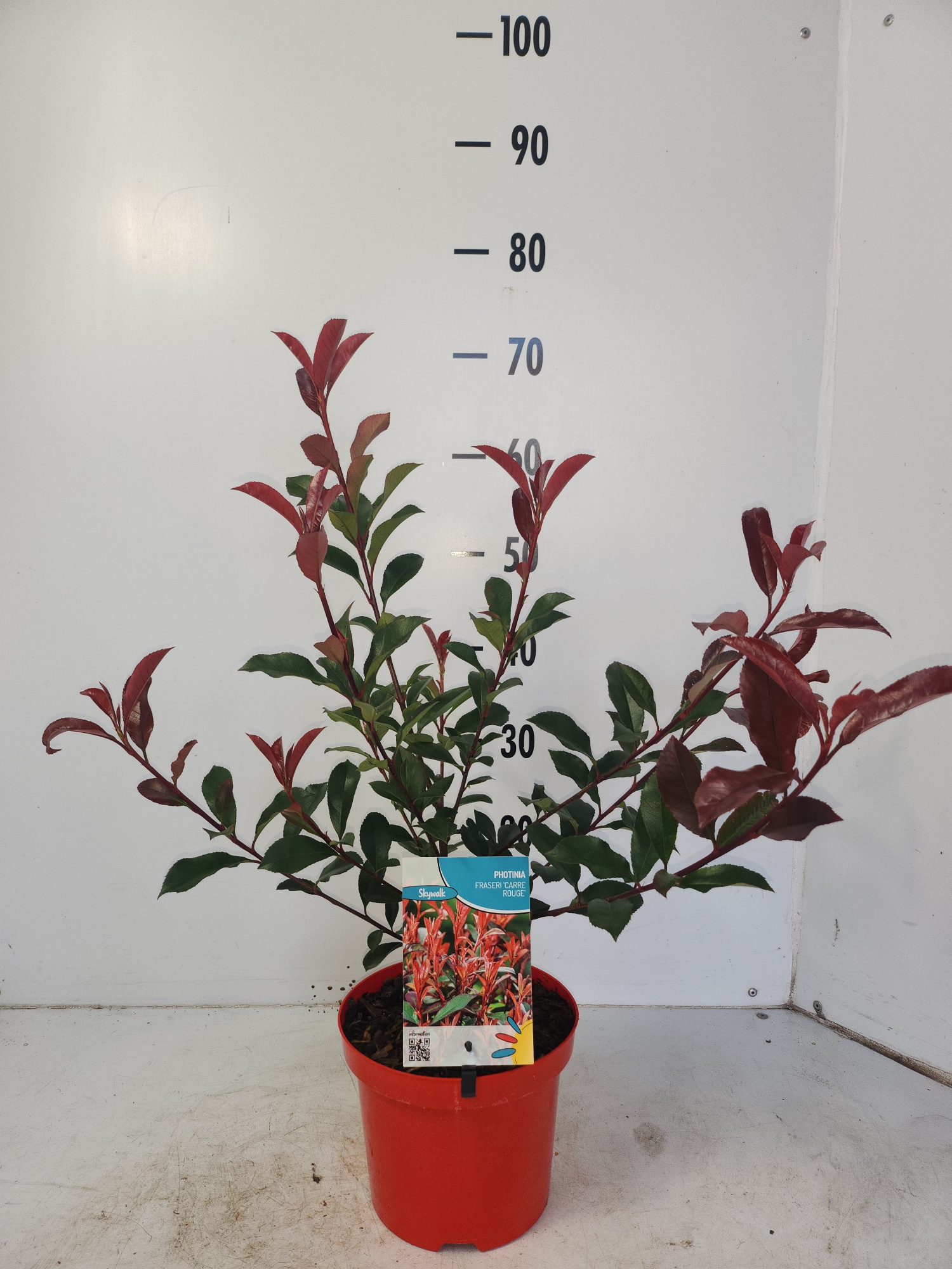 Photinia Carre Rouge, D 19