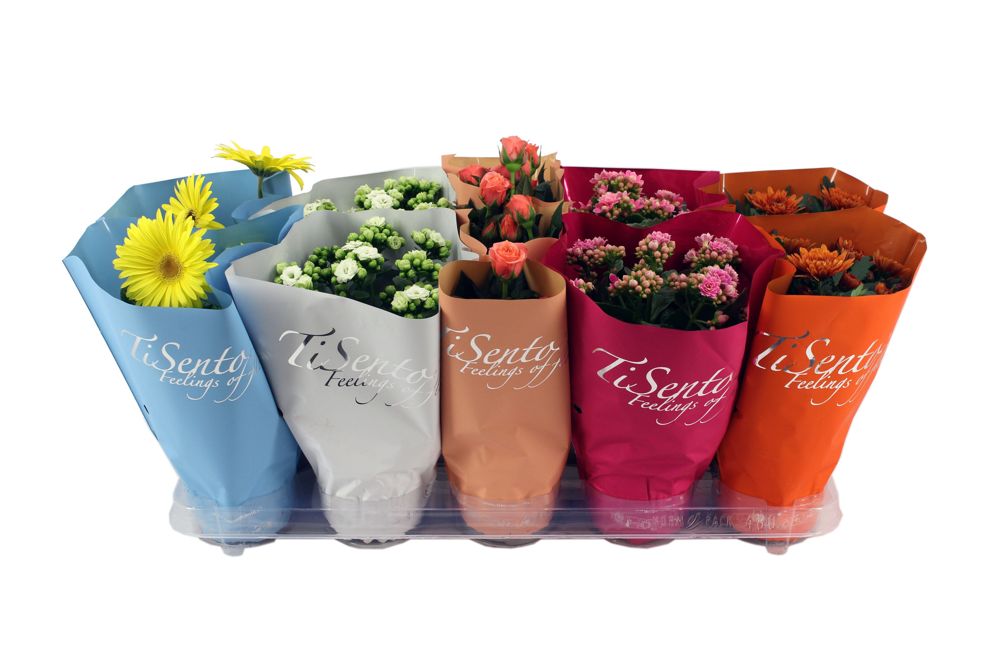 Bloeimix 12cm - September Mix, D 12