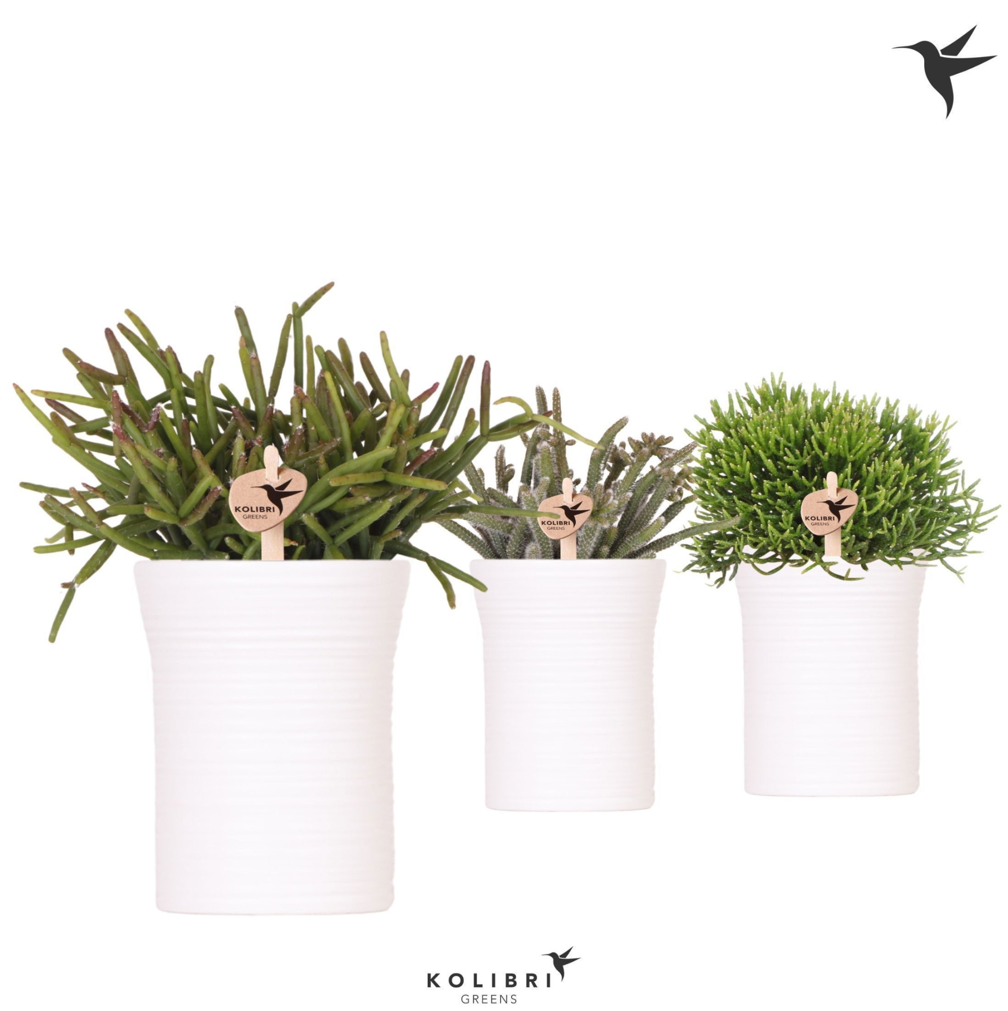 Kolibri Greens Rhipsalis mix in Furrow pot white, D 9