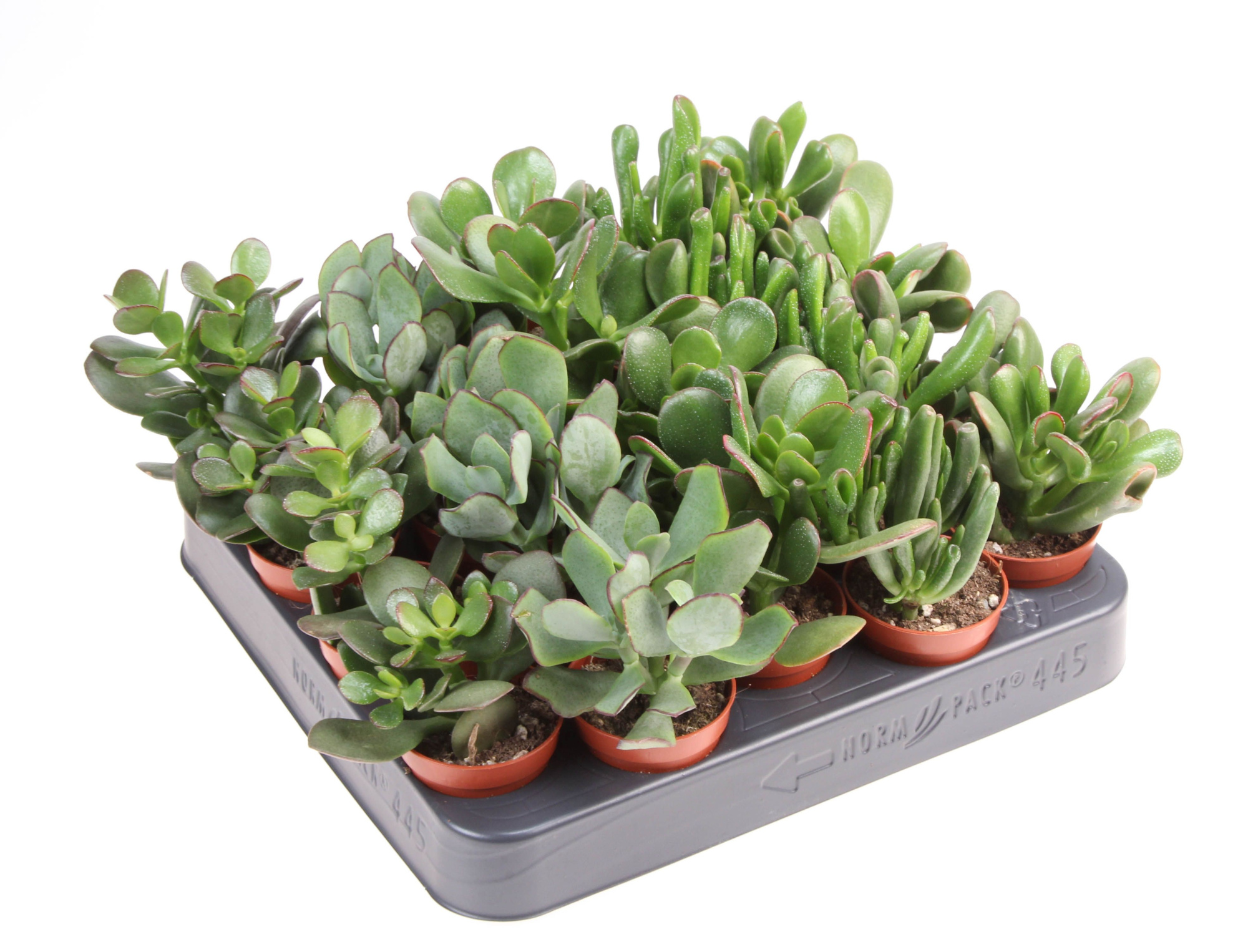 Crassula mix, D 5,5
