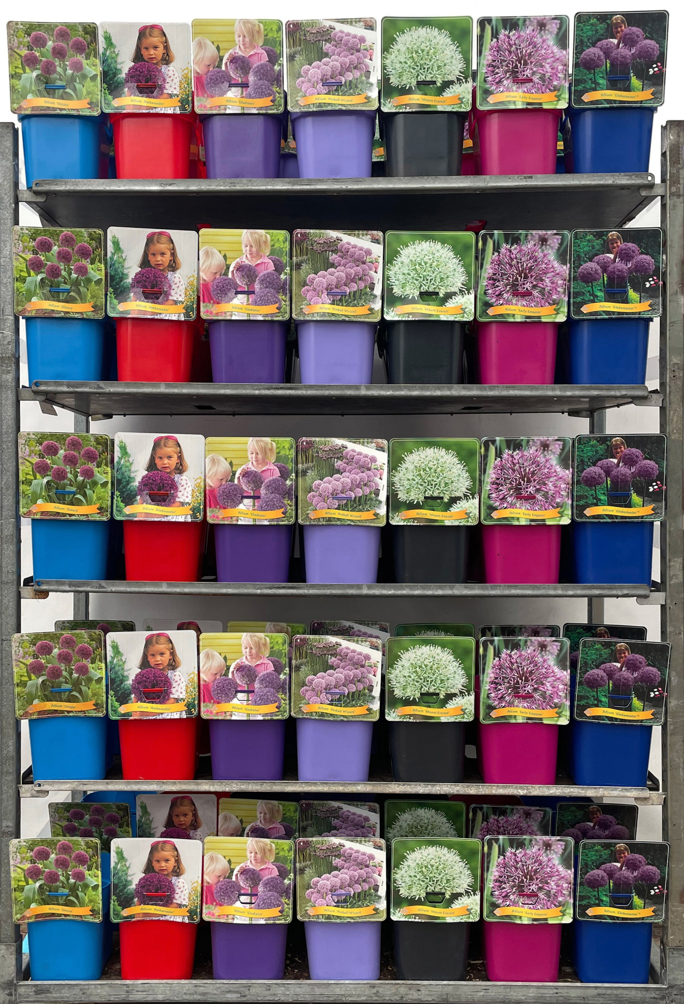 Allium Mix CC C5, D 21