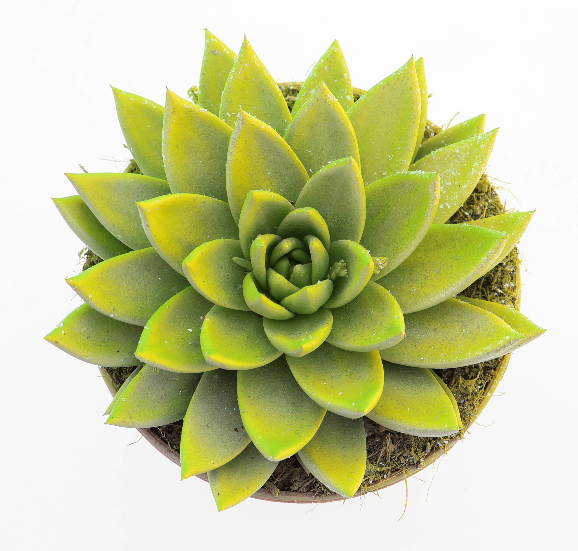 Miranda easter multi glittermix, D 15