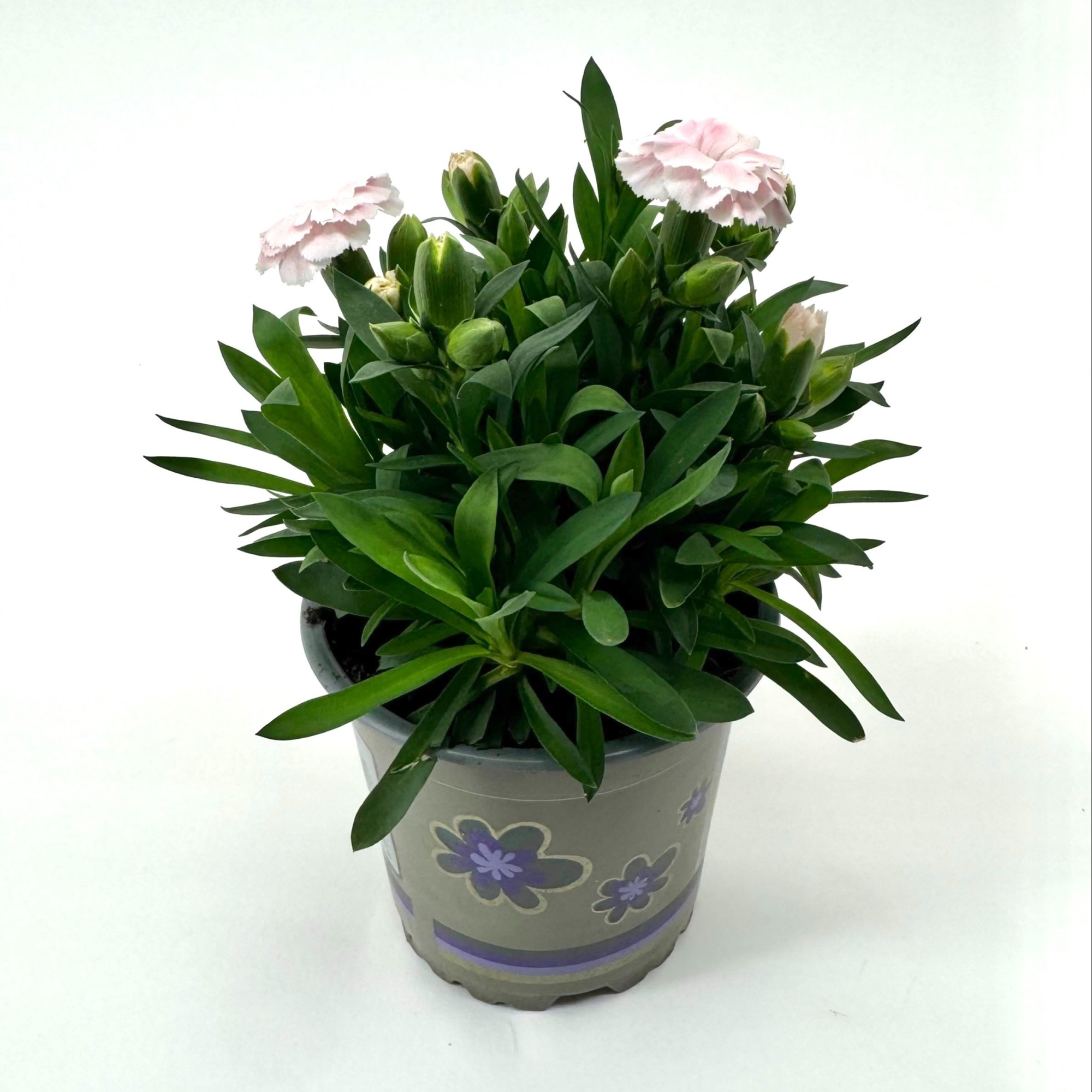 Dianthus 'Oscar' White, D 11