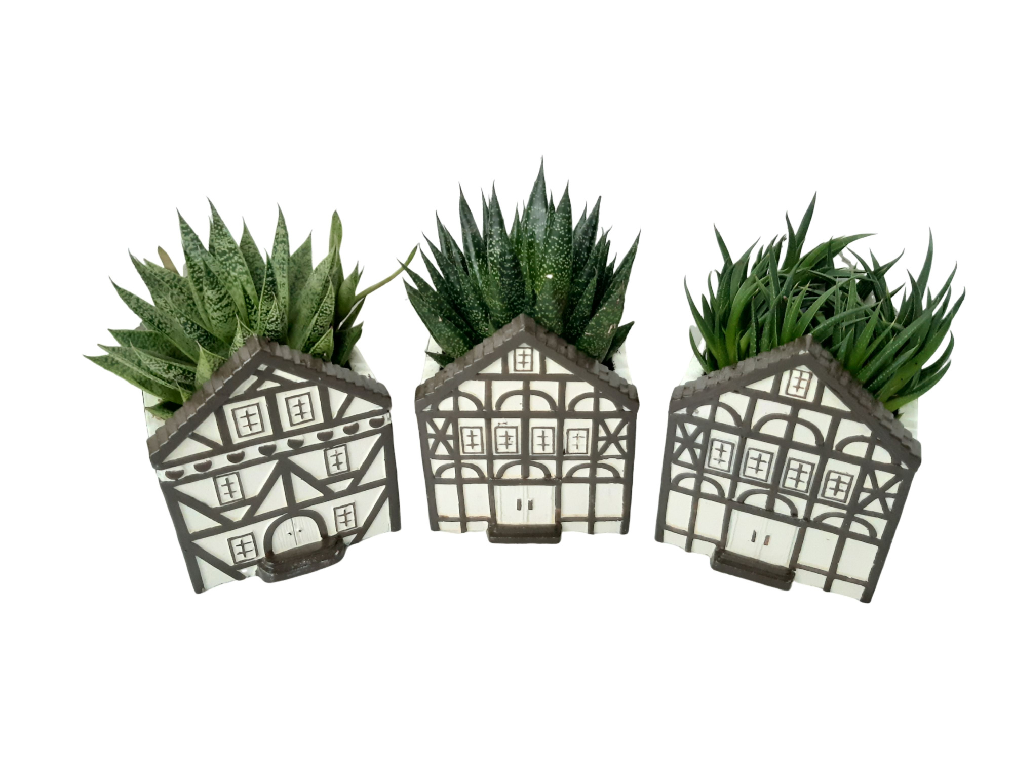 CASA D11SUC Casa Saxon Groot Succulentmix, D 11