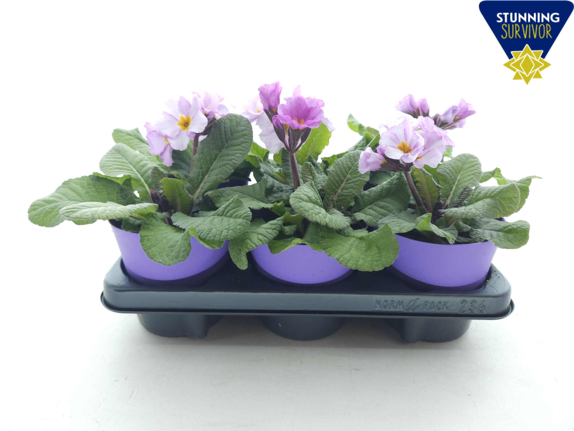 Primula elatior lavendel ton sur ton, D 12,5
