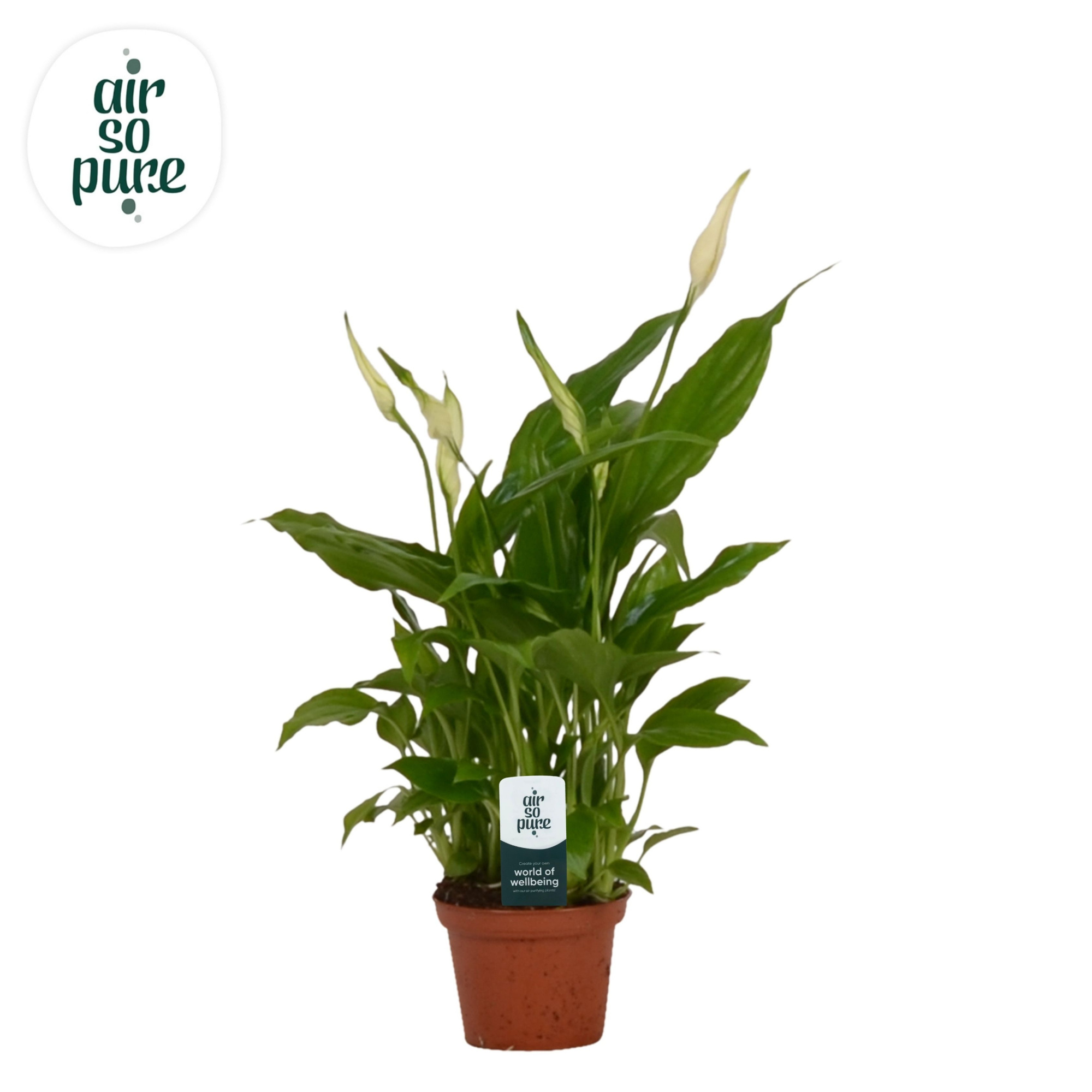 Spathiphyllum 6,5 cm Chopin Air So Pure, D 6,5