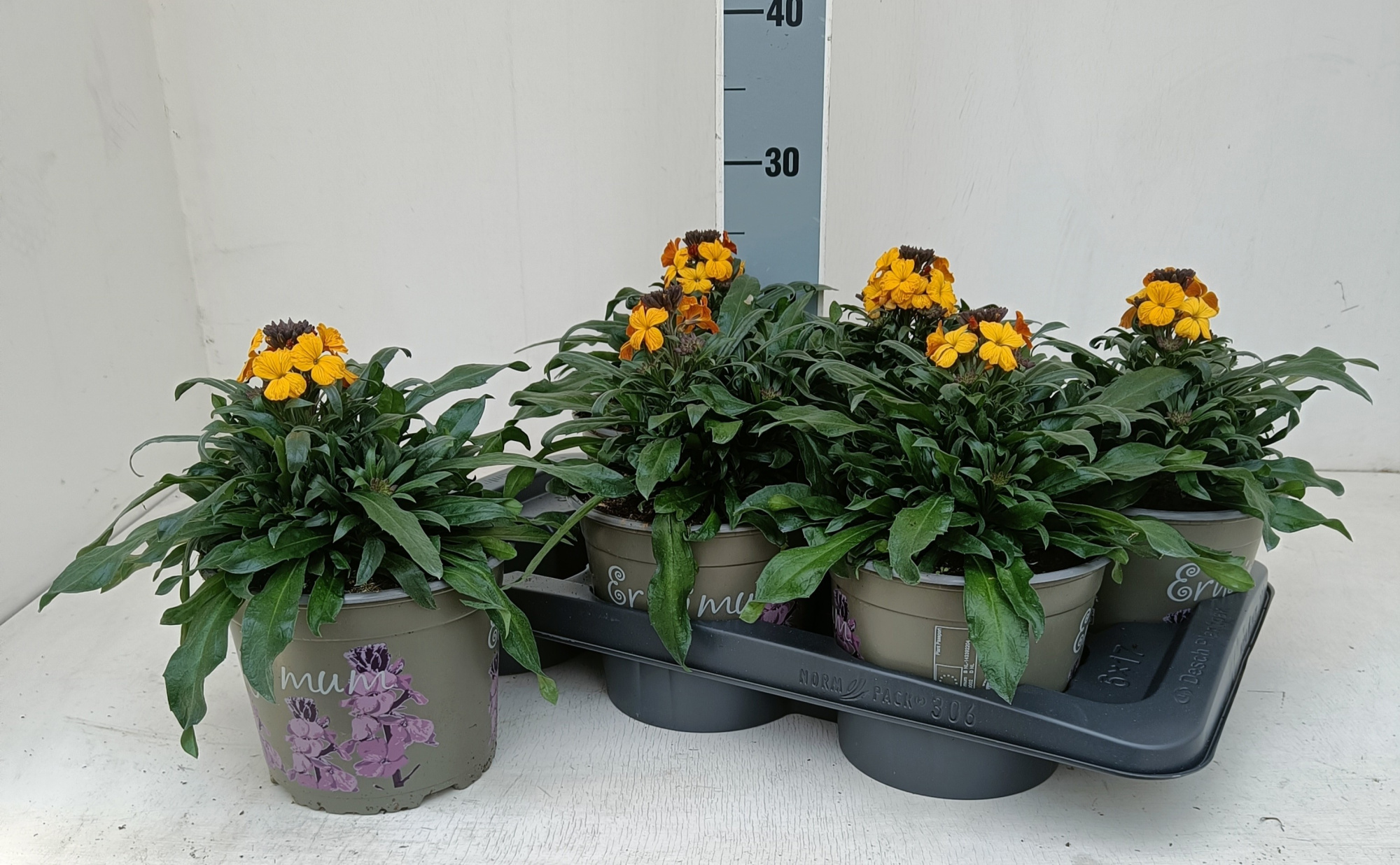 Erysimum linofolium geel, D 17