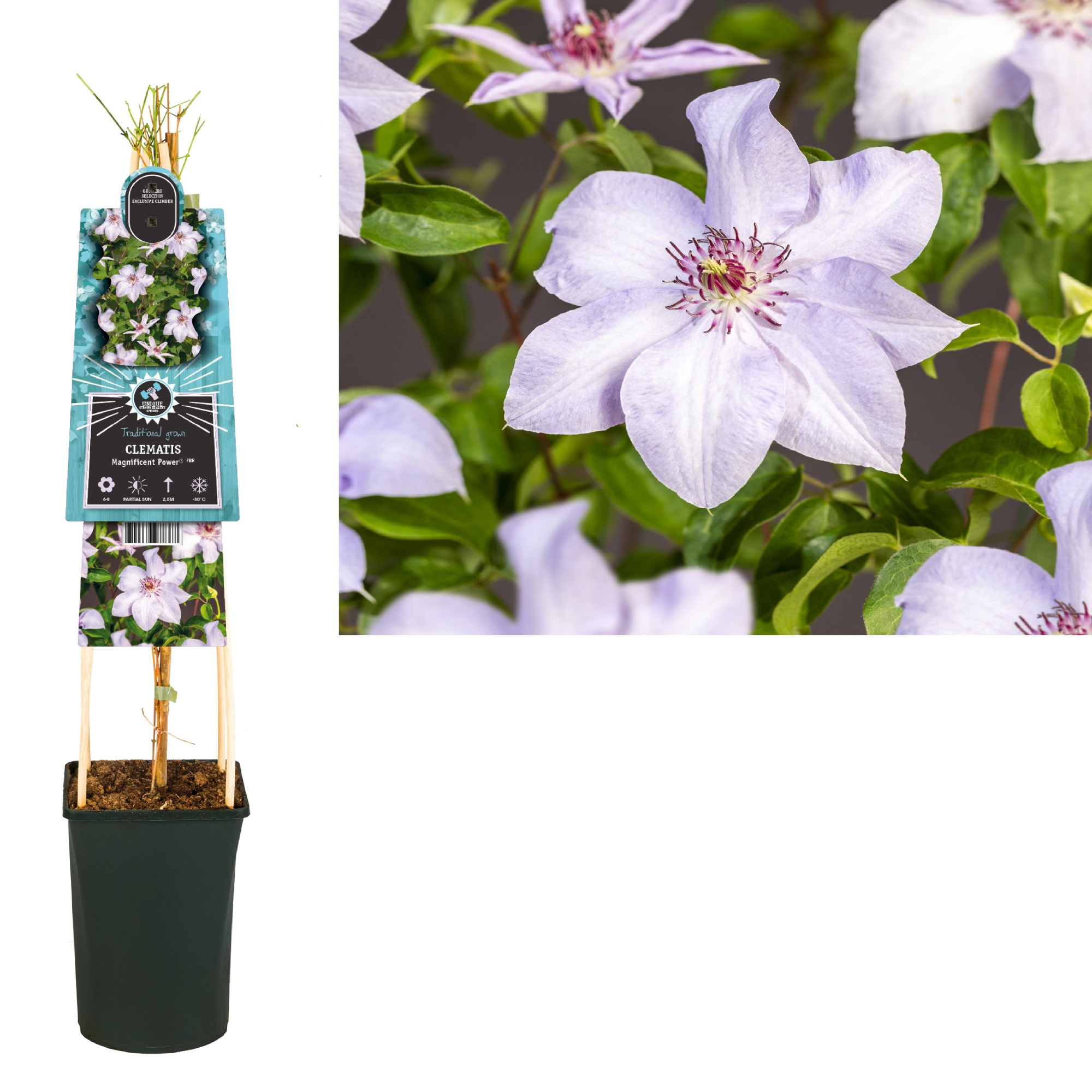 Clematis Magnificent Power PBR+ 3.0 label, D 17