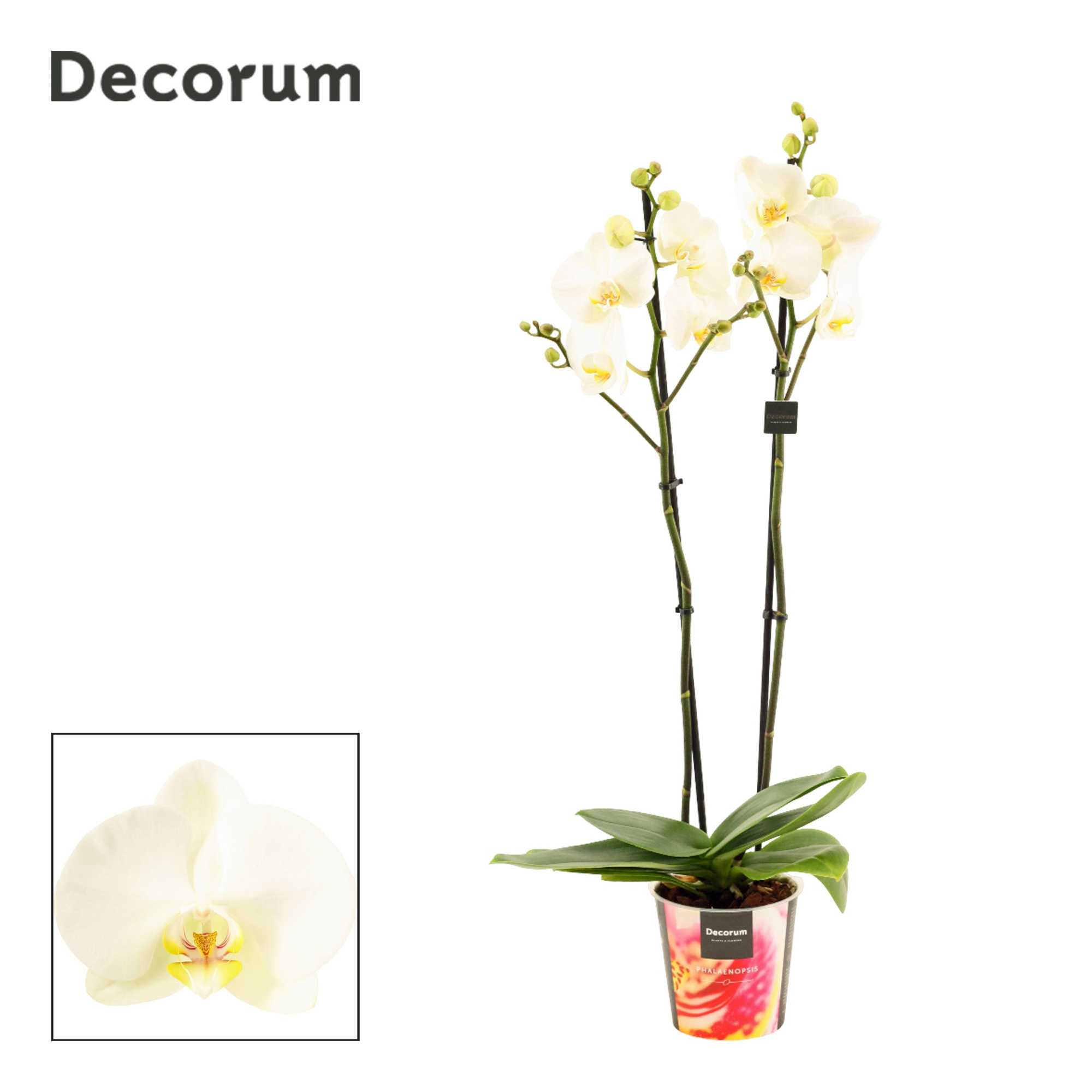 Phalaenopsis 2 tak 16+ wit (Decorum), D 12