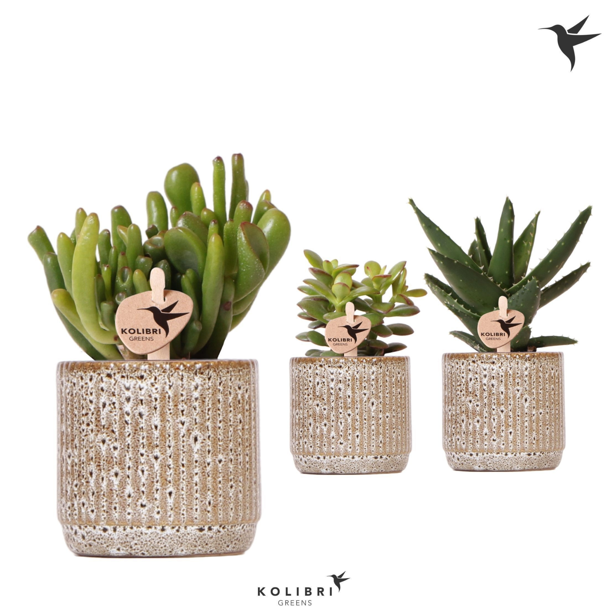 Kolibri Greens Succulenten mix in Jaguar pot, D 6