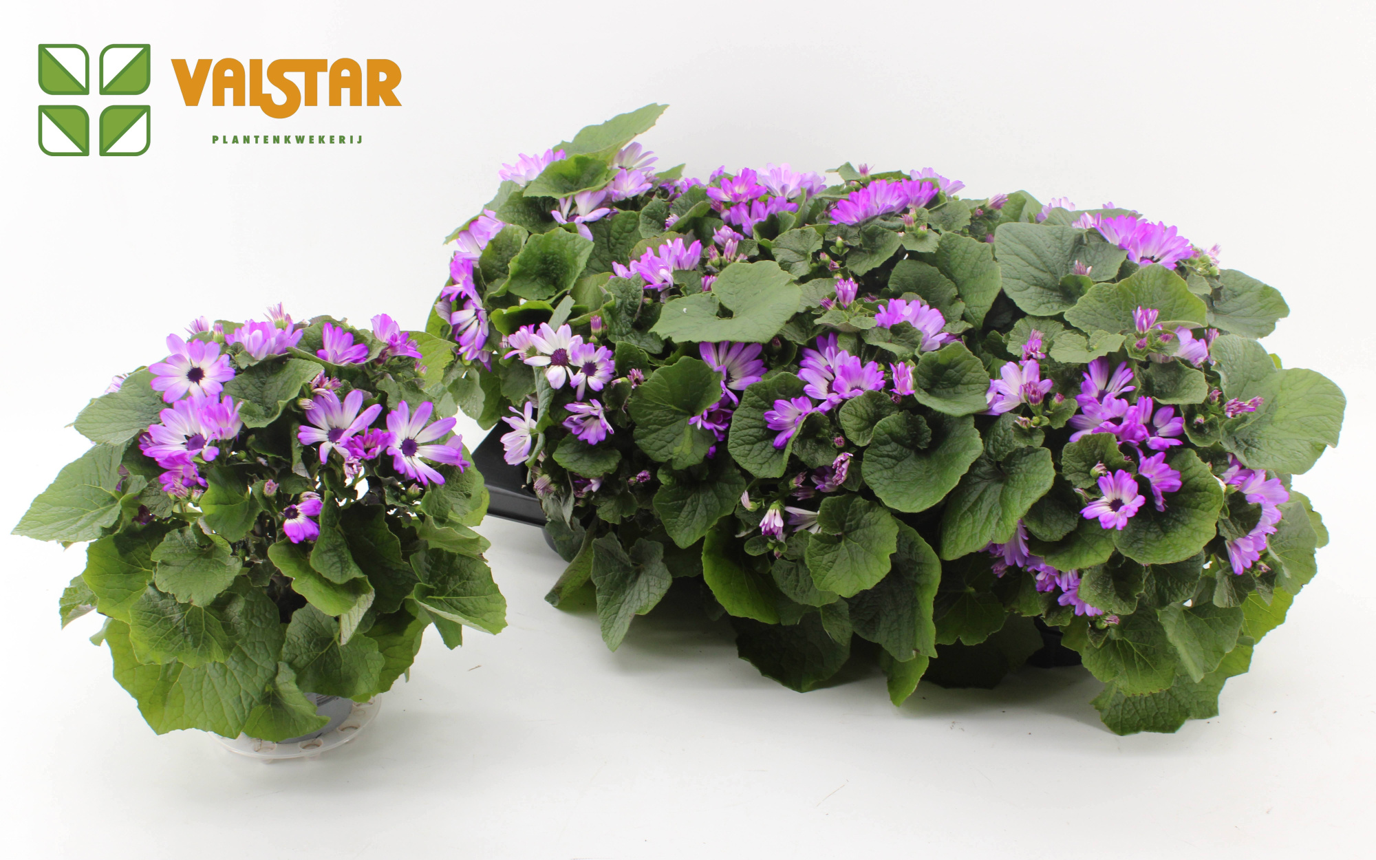 Pericallis Mandala Senetti pink bicolor 12 cm, D 12