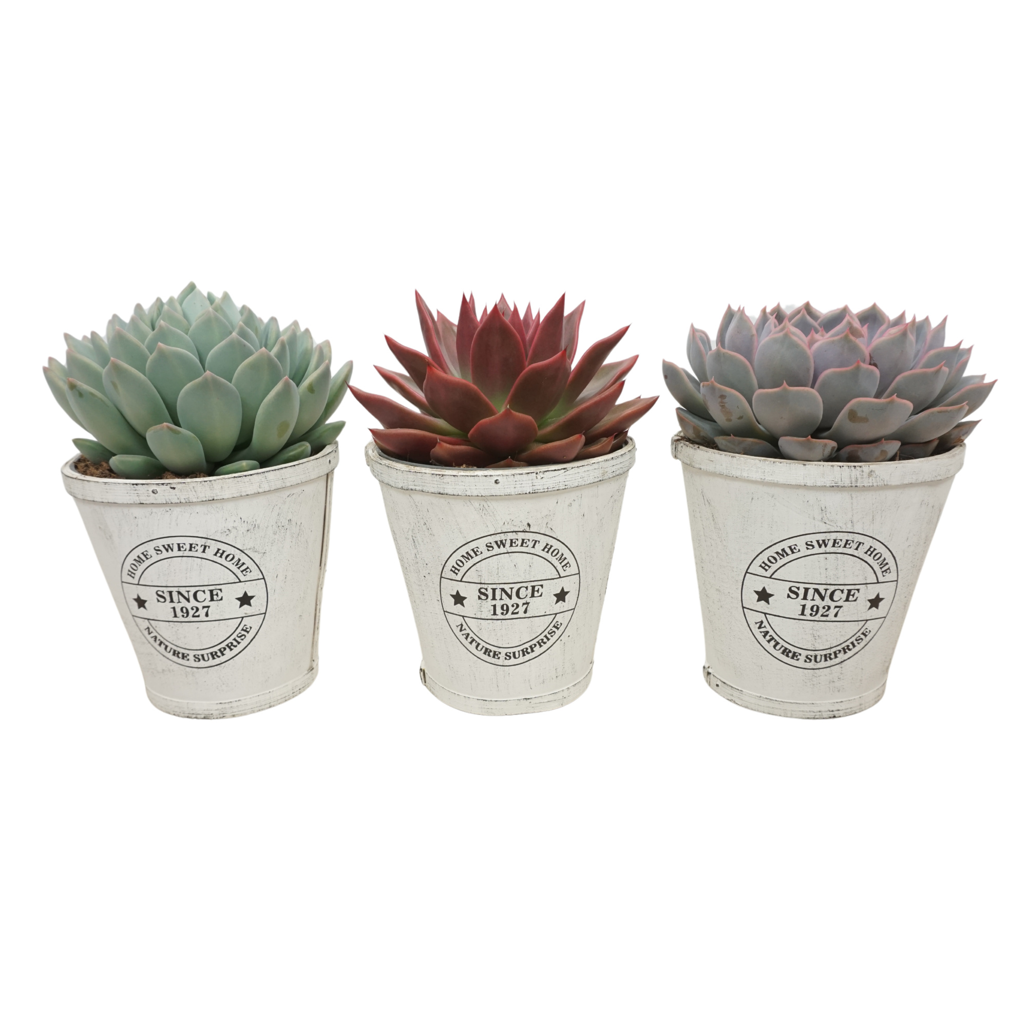 Echeveria mix in 14 cm Home Sweet Home pot, D 14