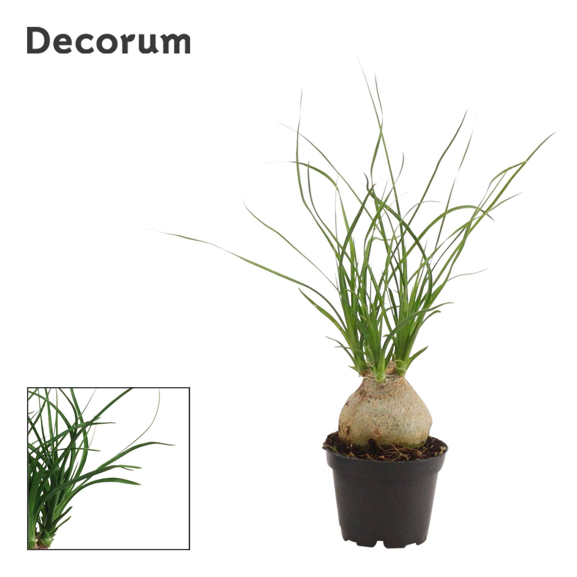 Beaucarnea Bol 6 cm (Decorum), D 6