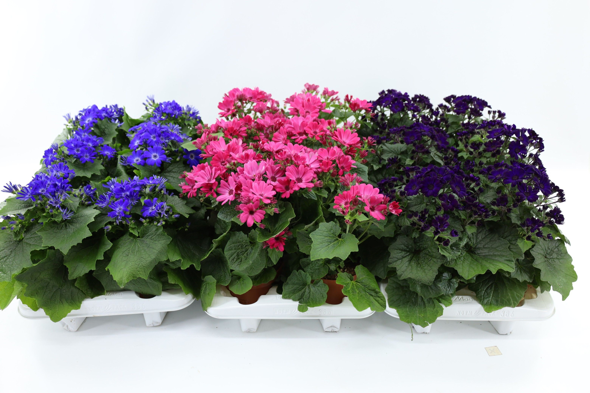 Pericallis Mandala Mixlaag, D 13