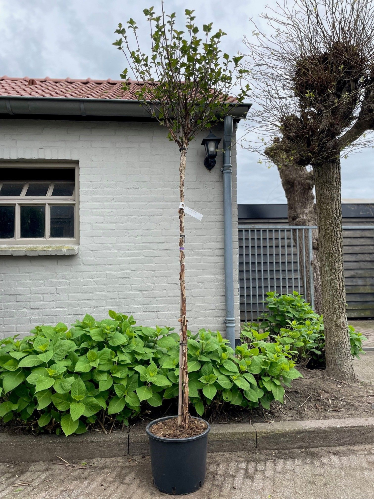 Physocarpus opulifolius 'Red Baron' -- stam 150 cm, D 32