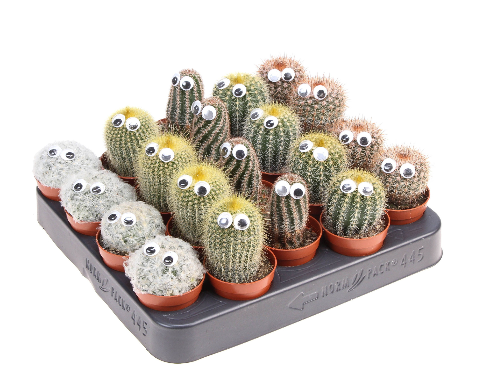 Cactus decoratie oogje, D 5,5