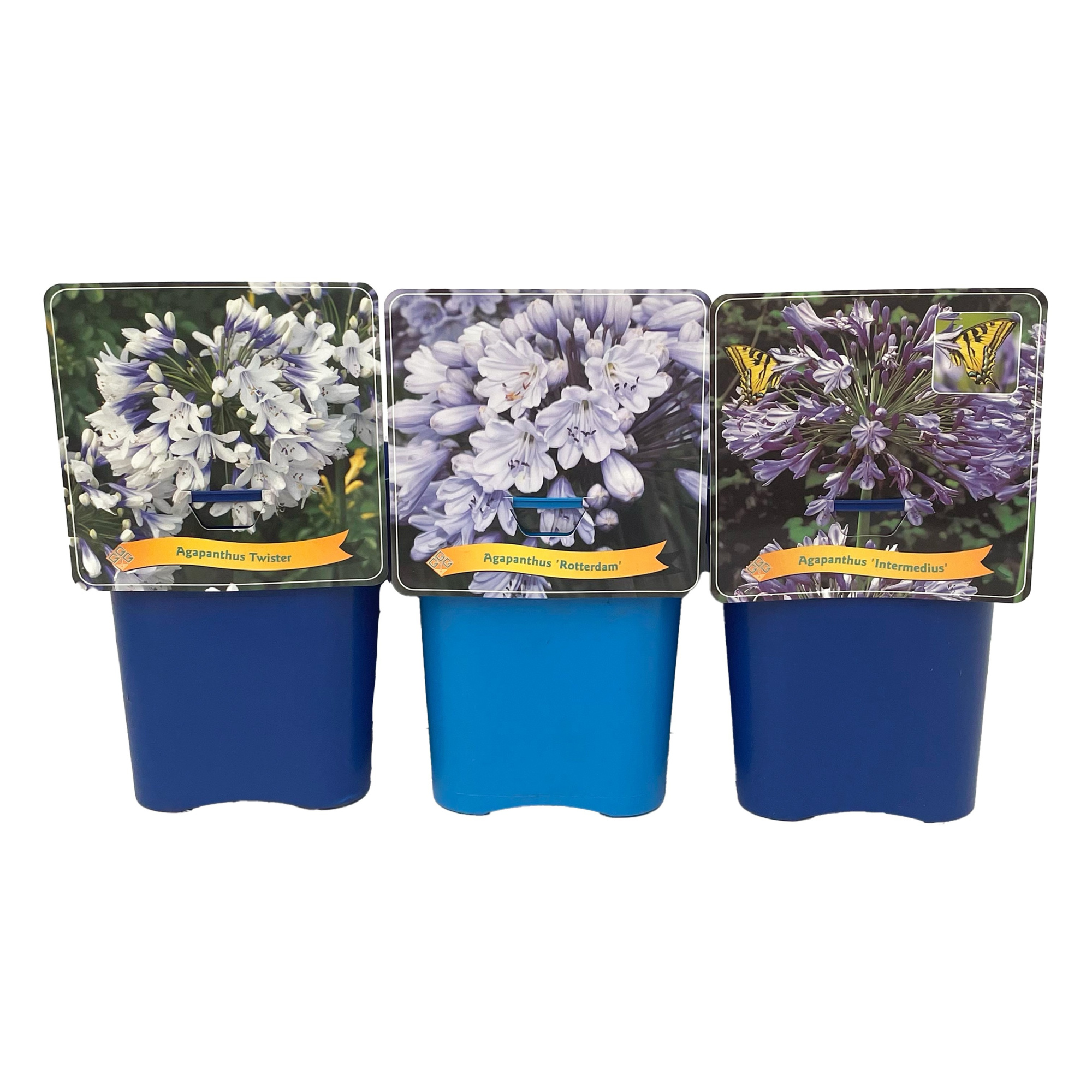 Agapanthus mix Laag C5, D 21