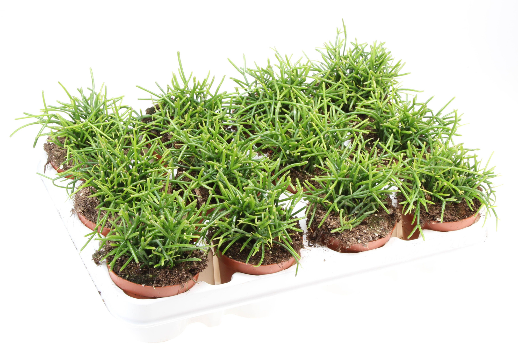 Rhipsalis cassutha oasis, D 8,5