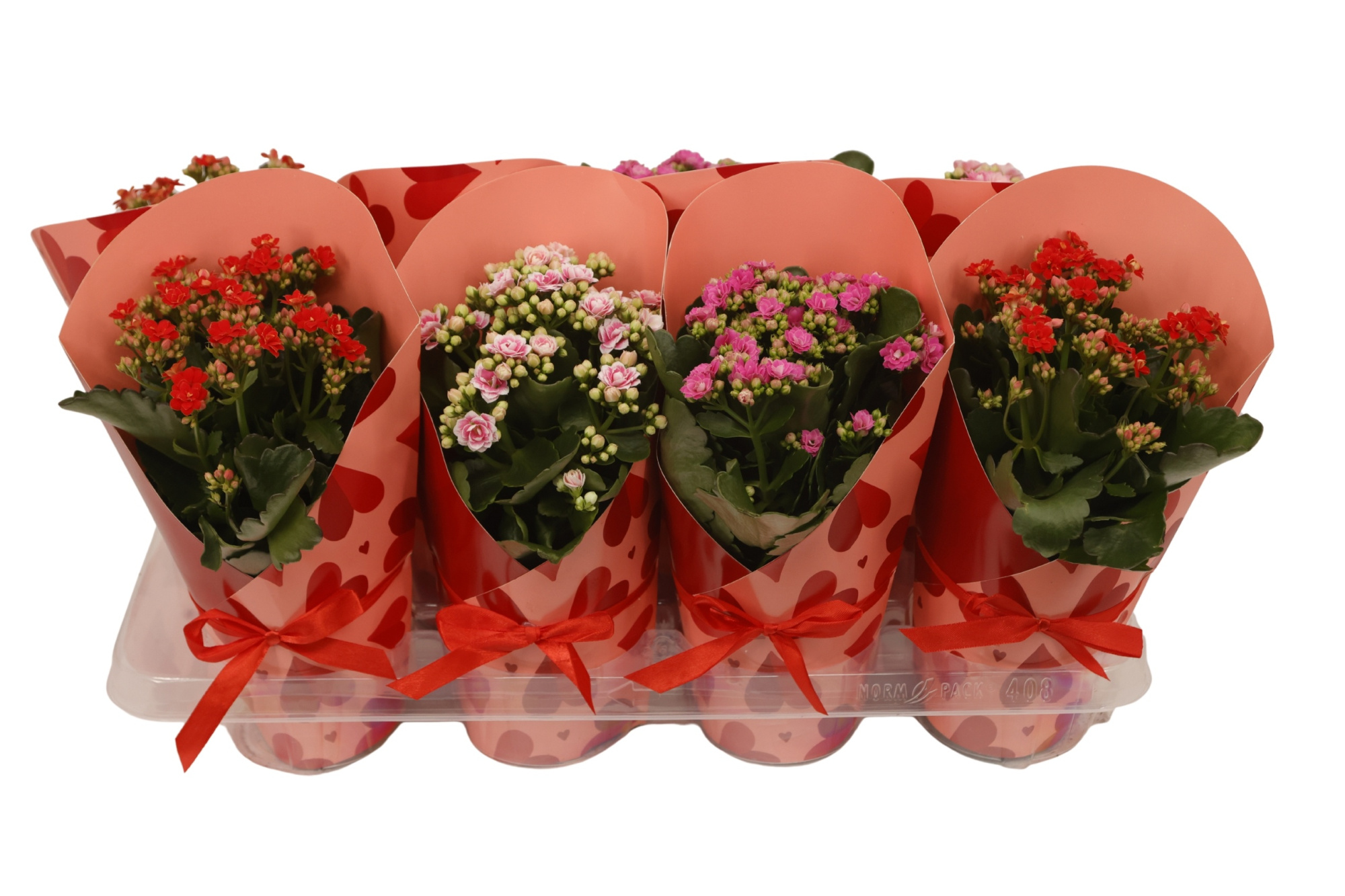 Calandiva 12 cm Cadeaucover Mix met touw, D 12