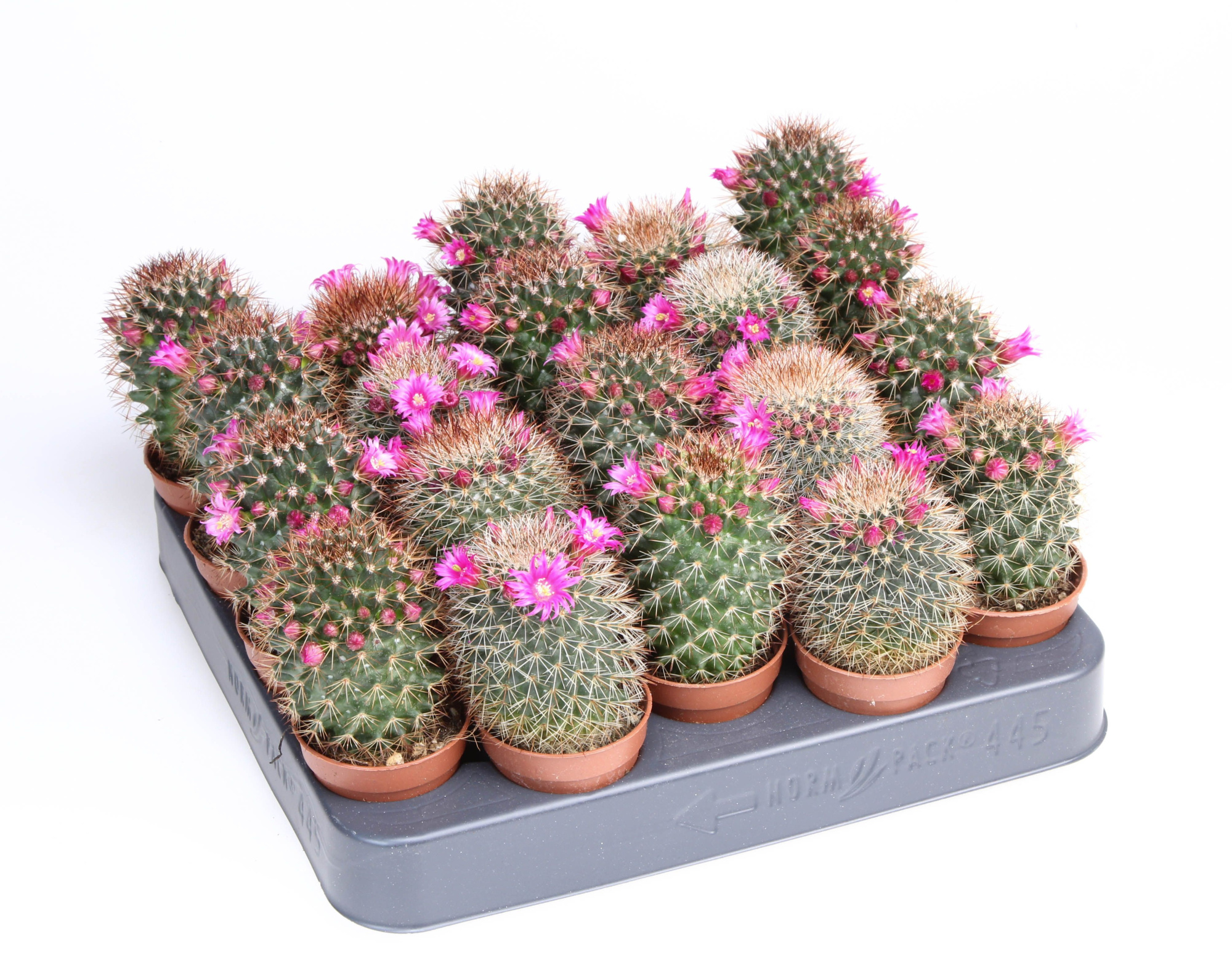Mammillaria bloei ernestii, D 5,5