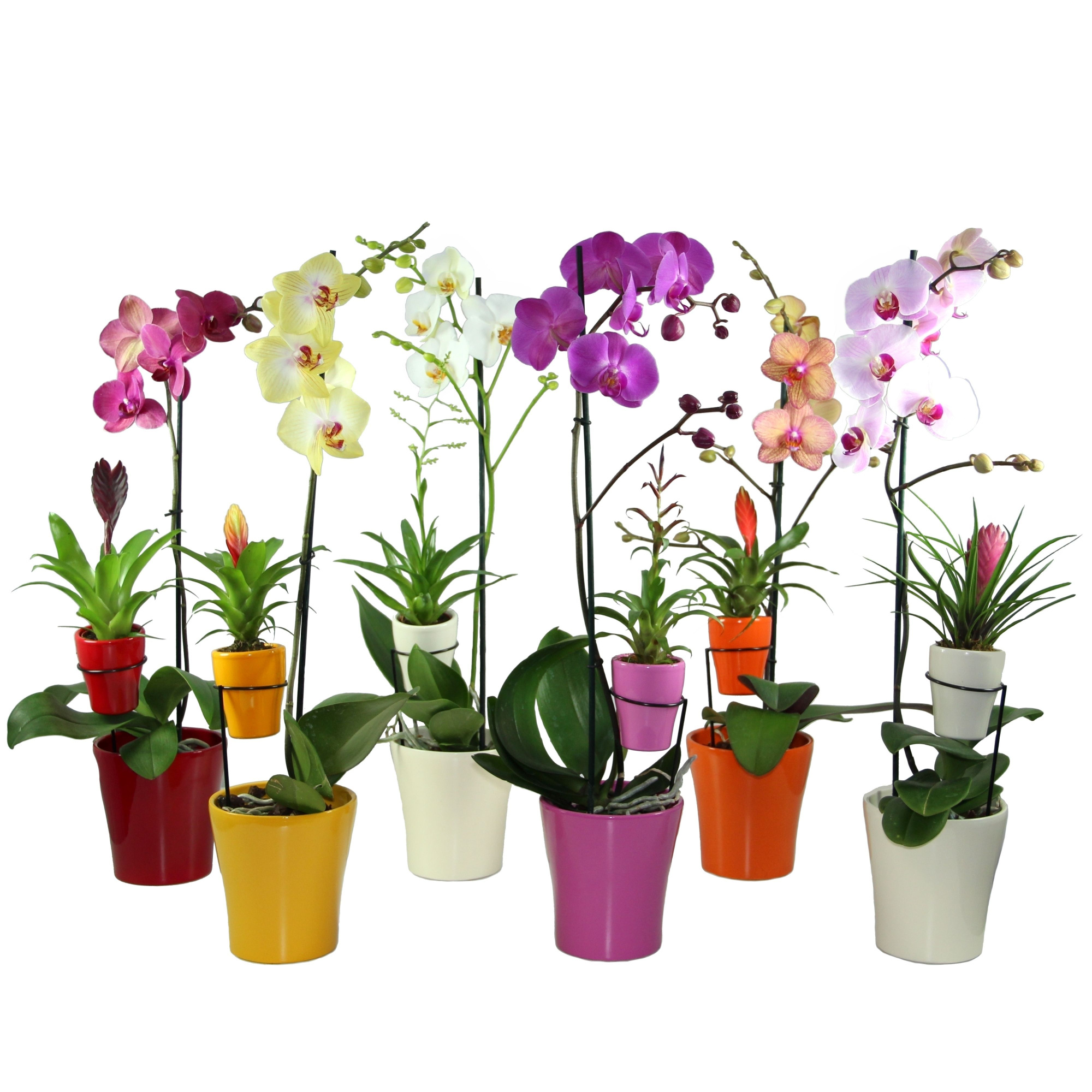 Moeder&kind Phal1tak+Bromi, D 13