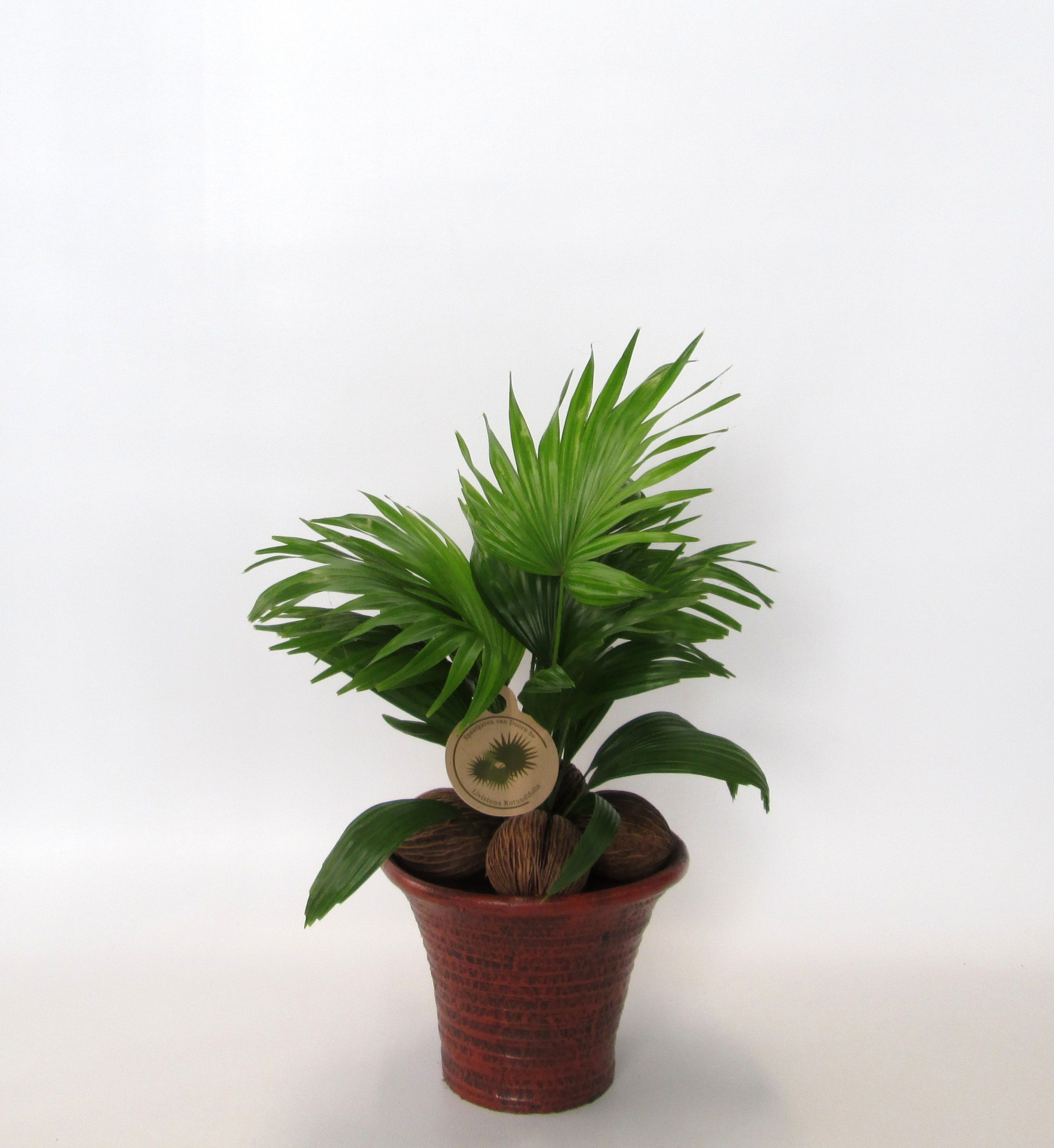 Livistona rotundifolia, D 19