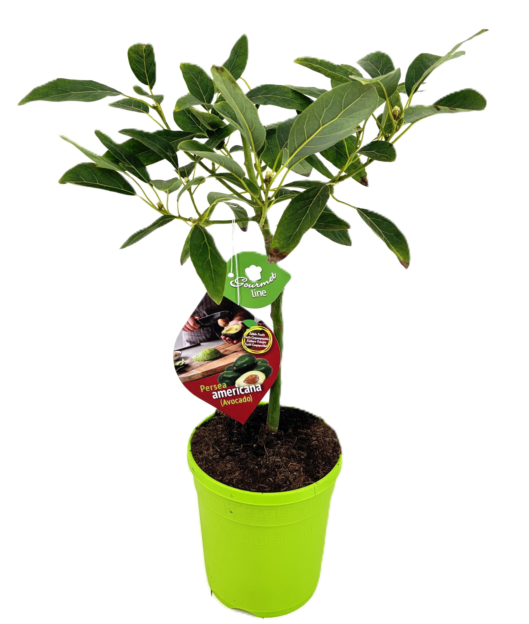 Persea americana, D 21