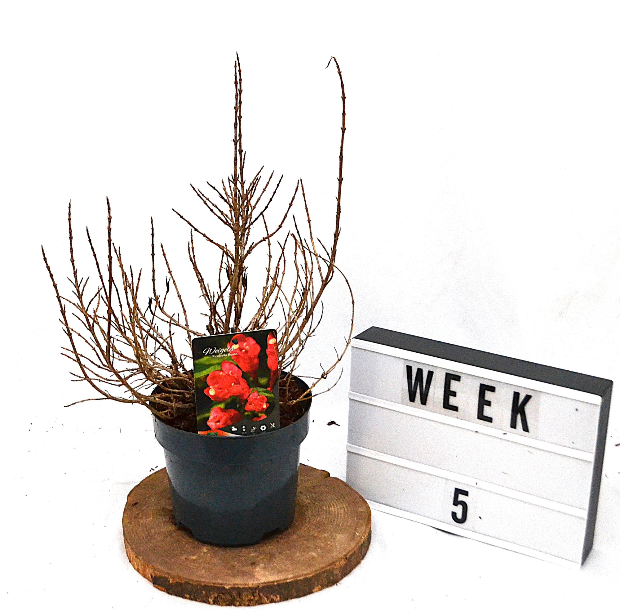 Weigela Picobella Rosso, D 19