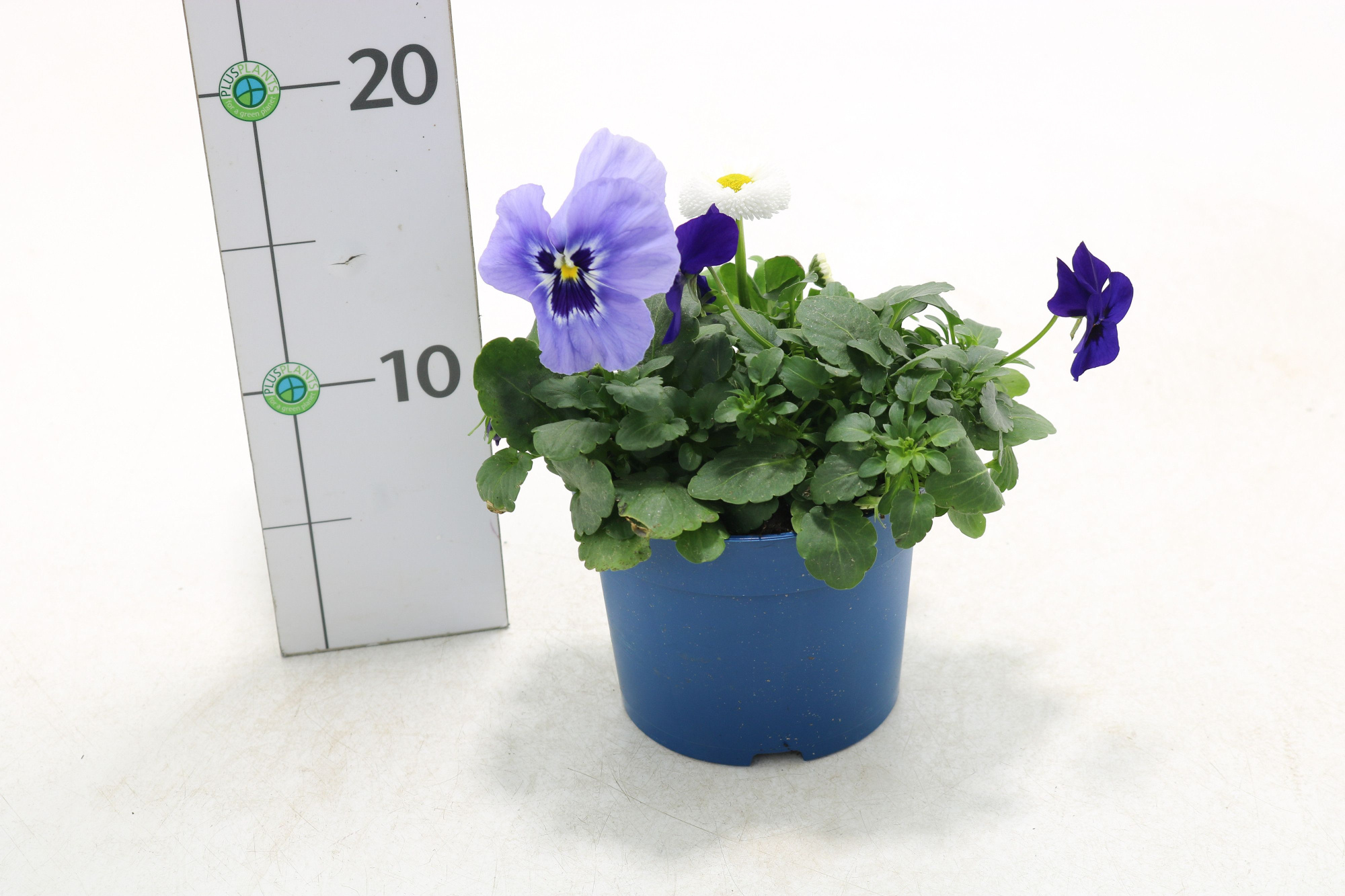 Querbeet Frühling blau, D 13