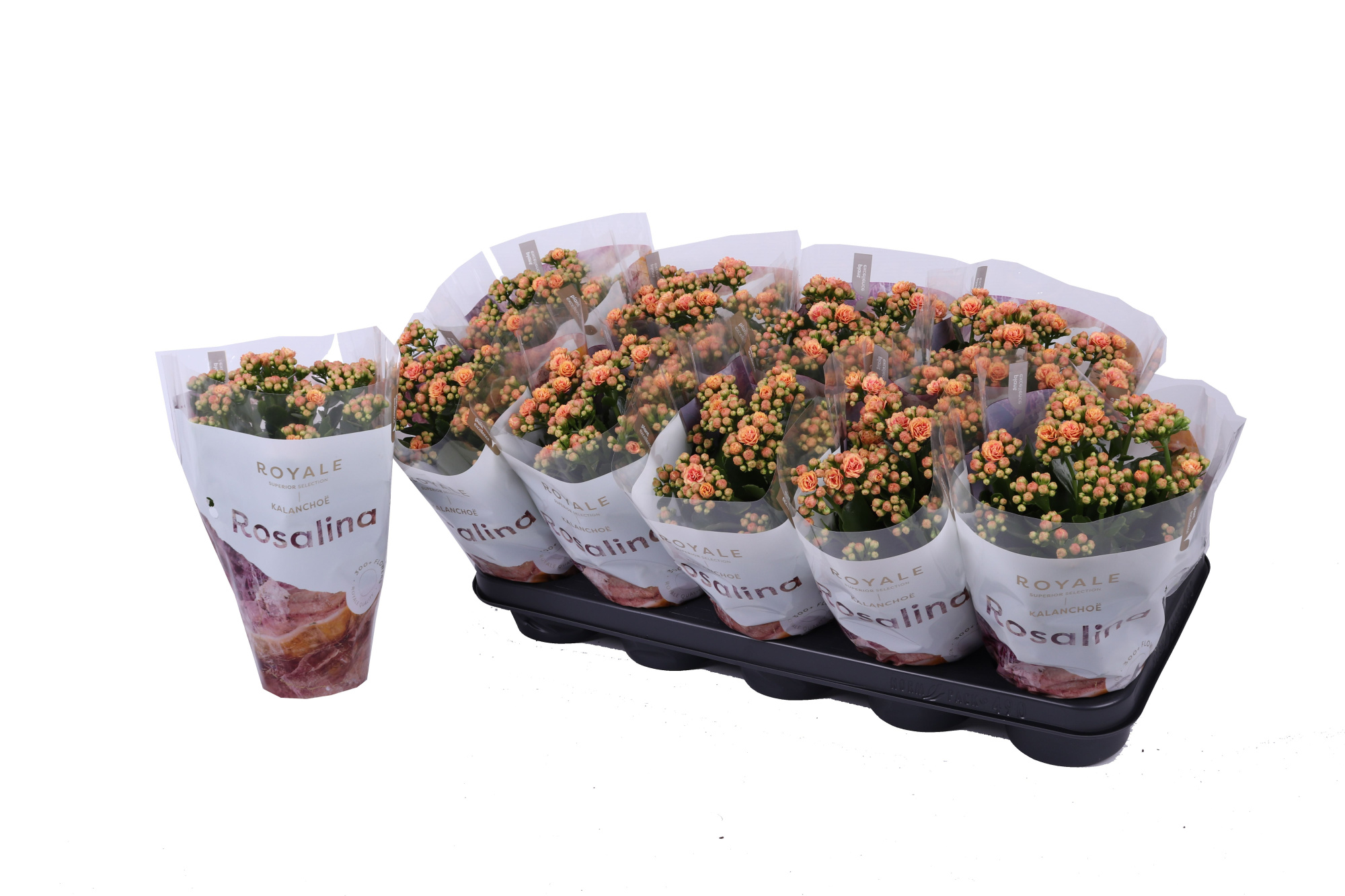 Kalanchoe Rosalina 12cm Royale Feliz, D 12