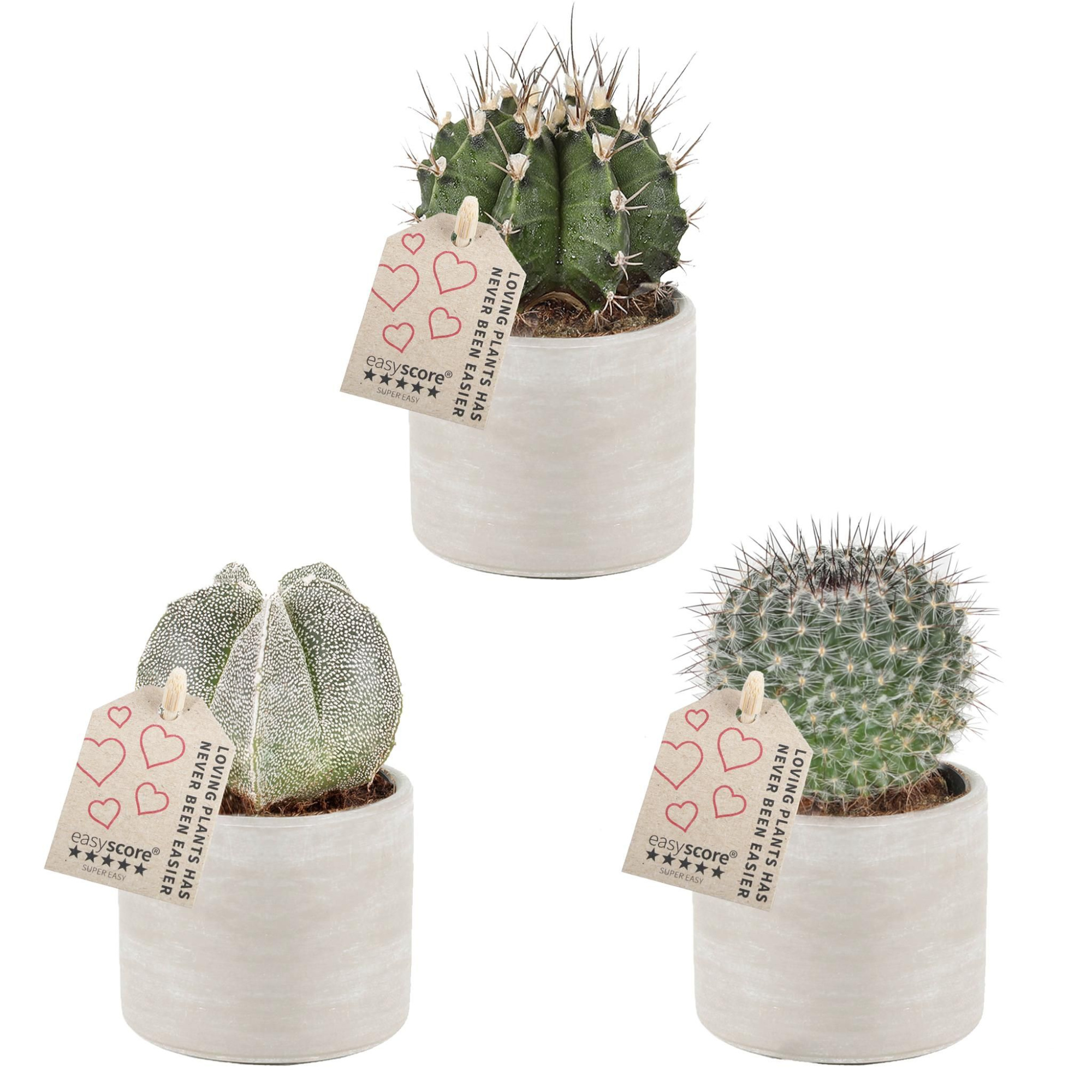 Raw Grey, Cactus Special Mix, D 7