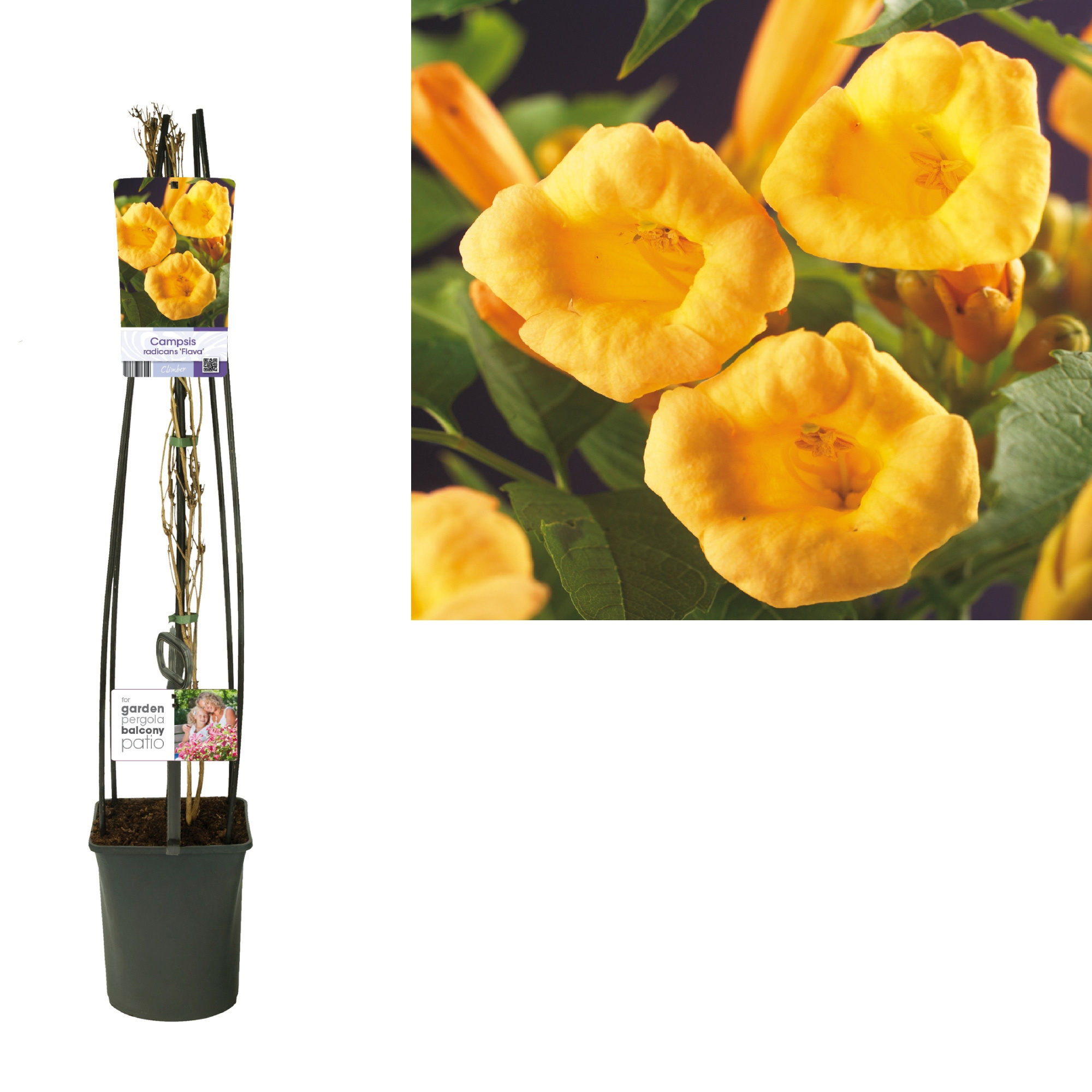 Campsis t. radicans 'Flava' +light label, D 23