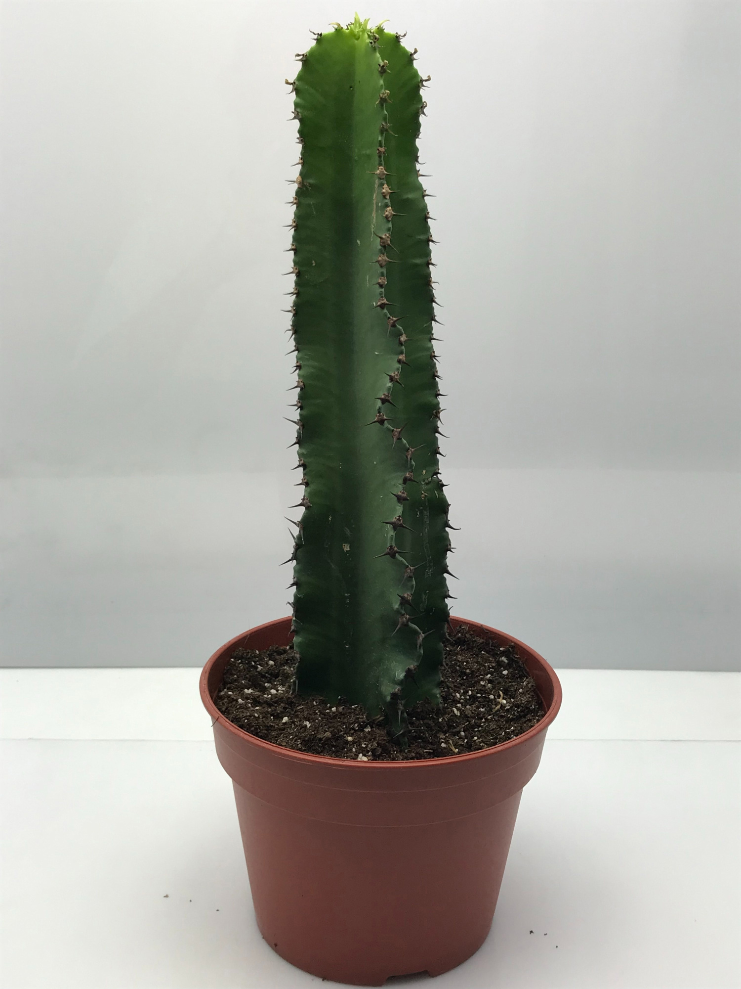 217 Euphorbia ingens 17 cm, D 17