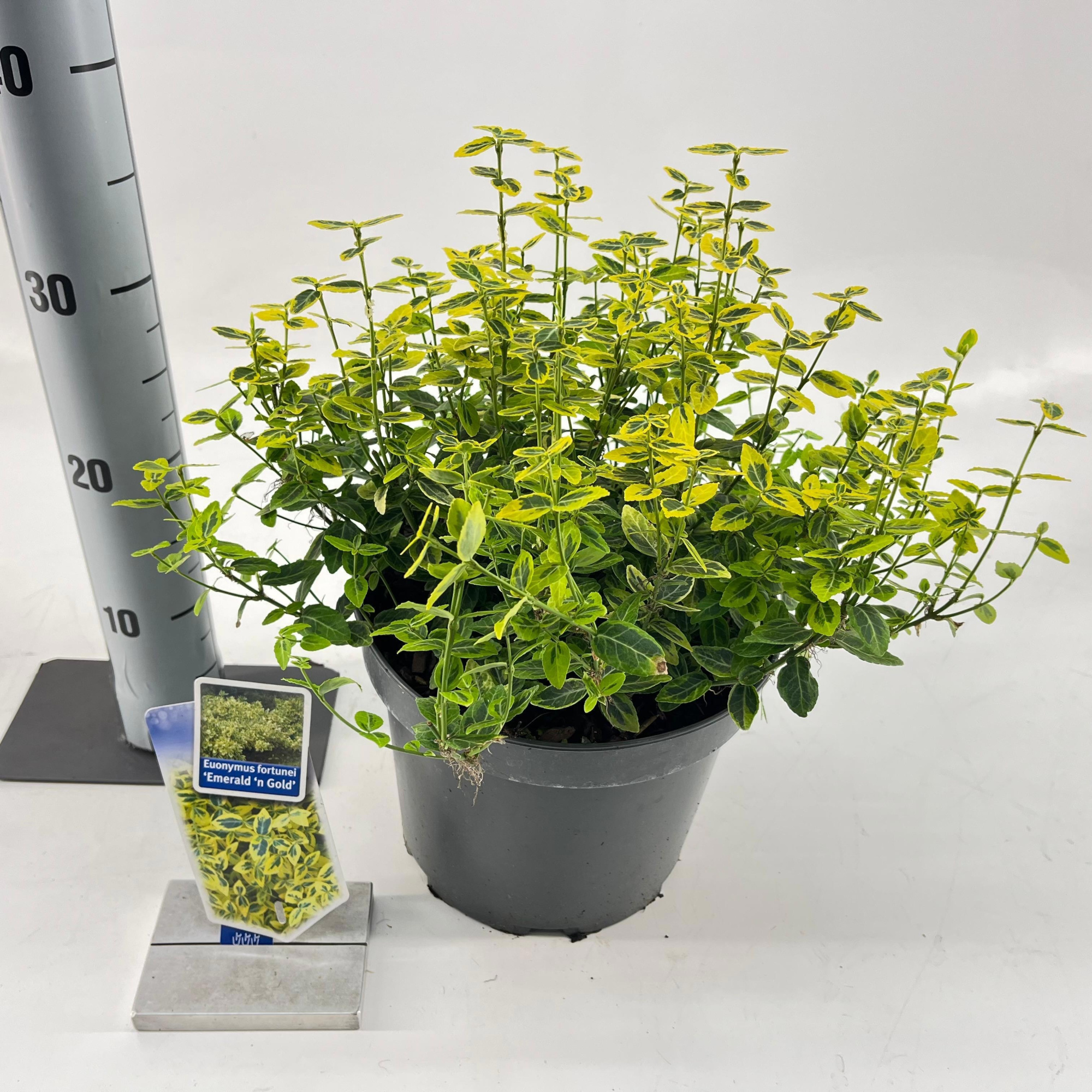 Euonymus fort. 'Emerald 'n Gold', D 23